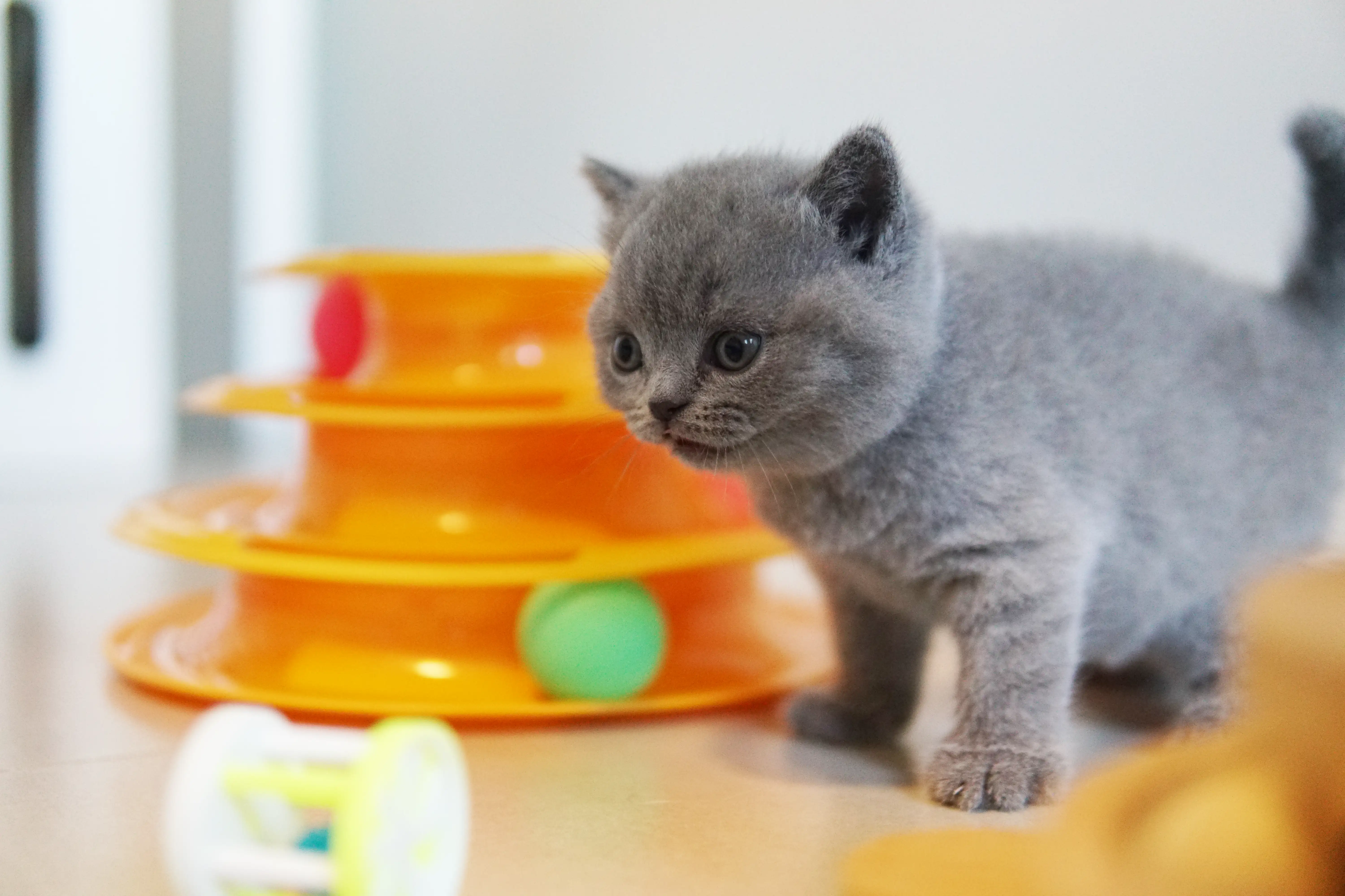 Gatito observando atentamente