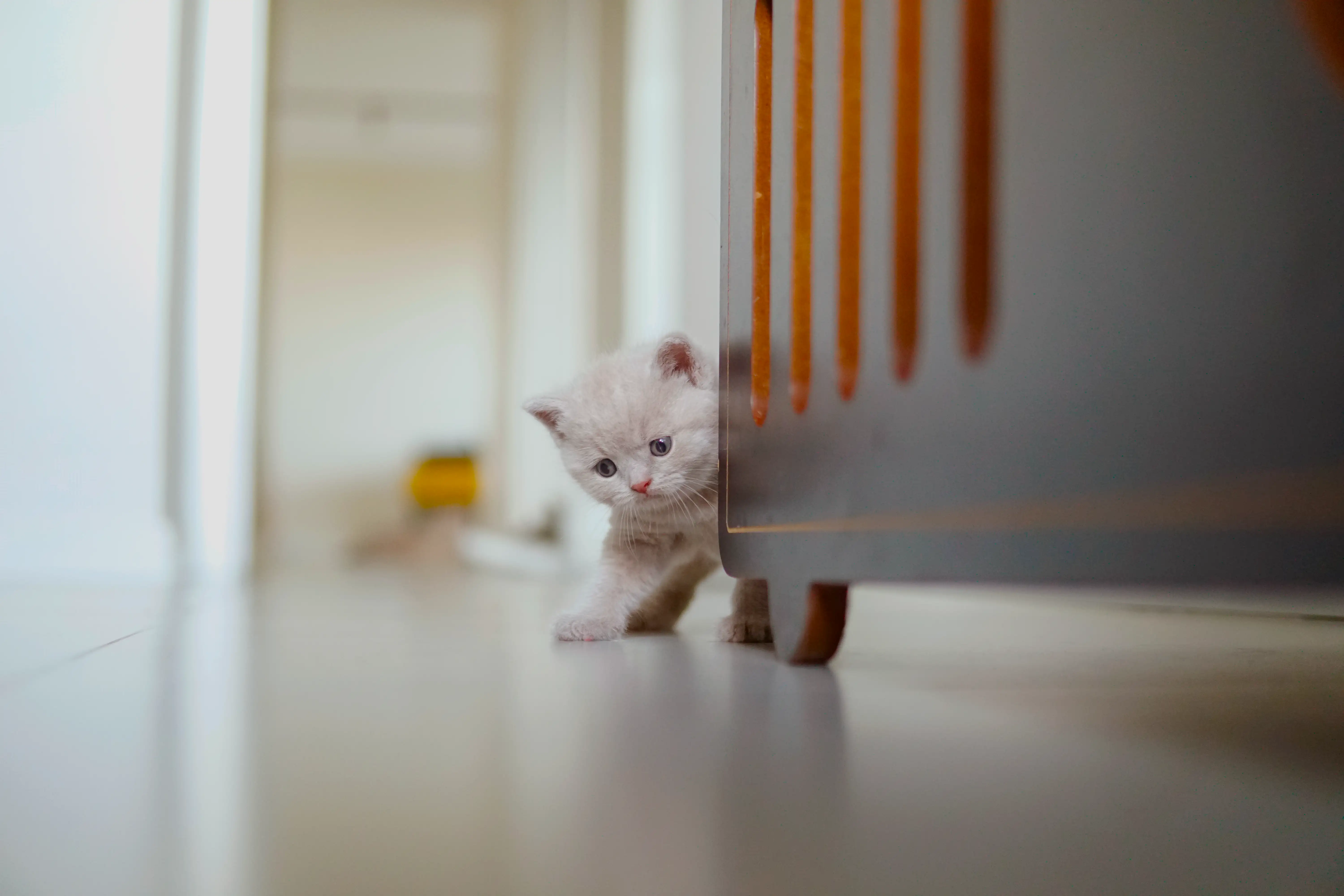 Gatito pequeño aventurero
