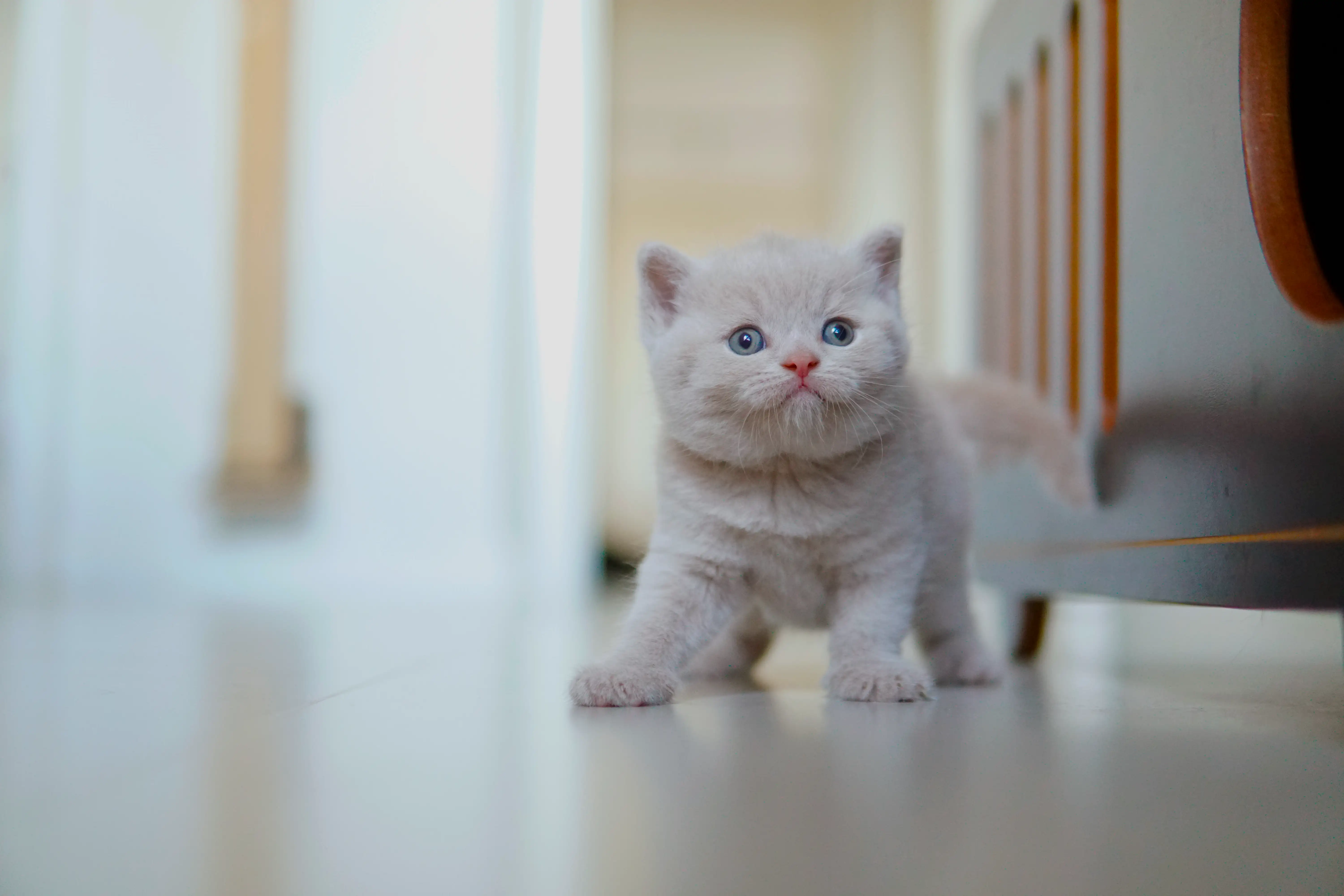 Gatito acostado, relajado