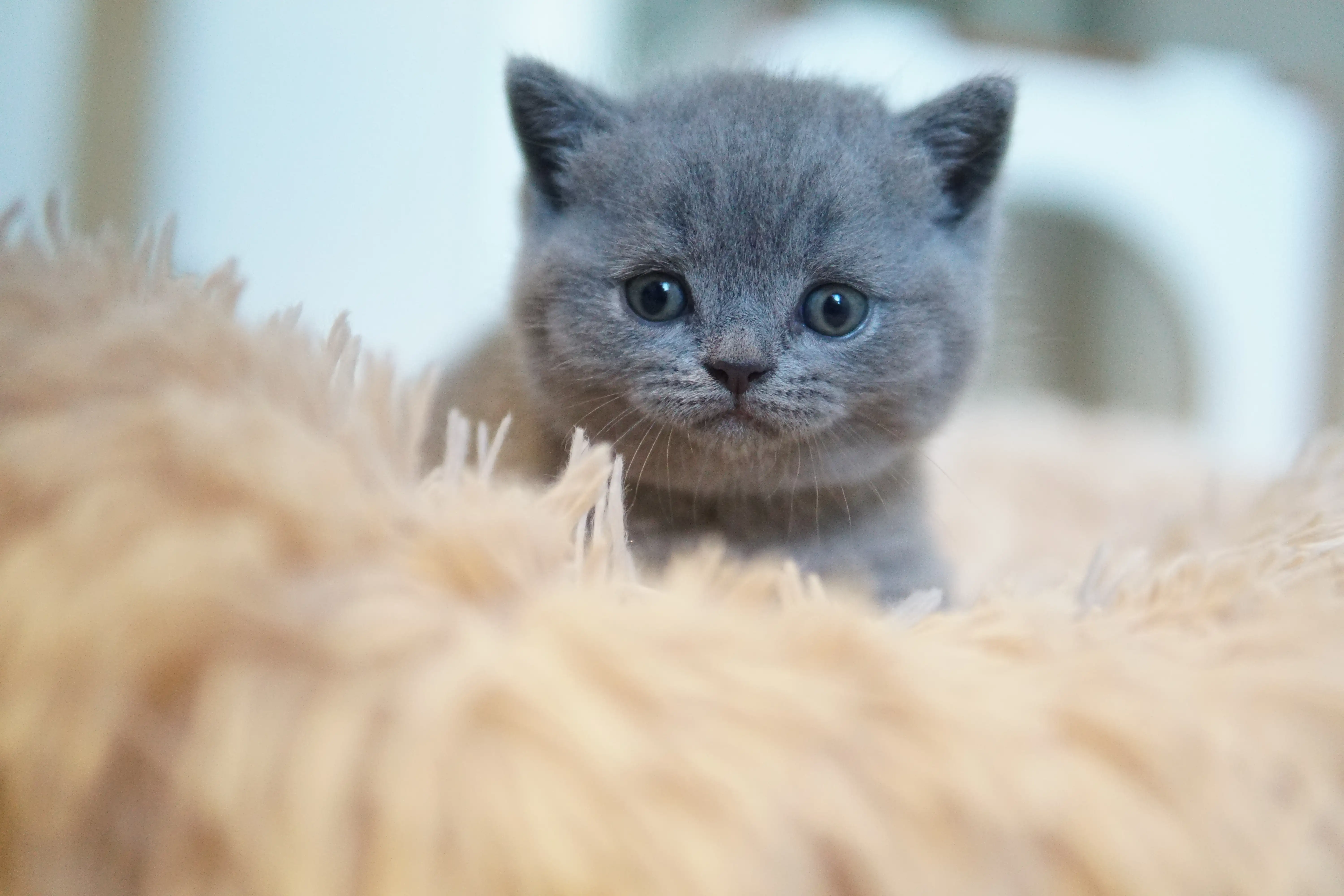 Gatito siempre curioso