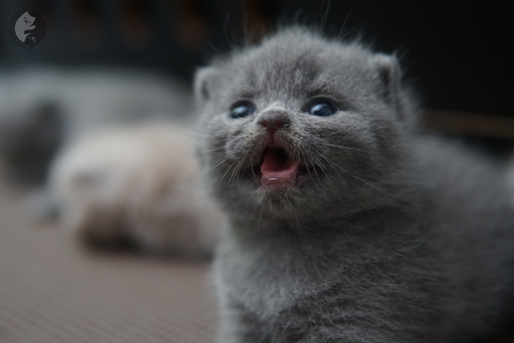 Gatito British Shorthair blue explorando – foto 1
