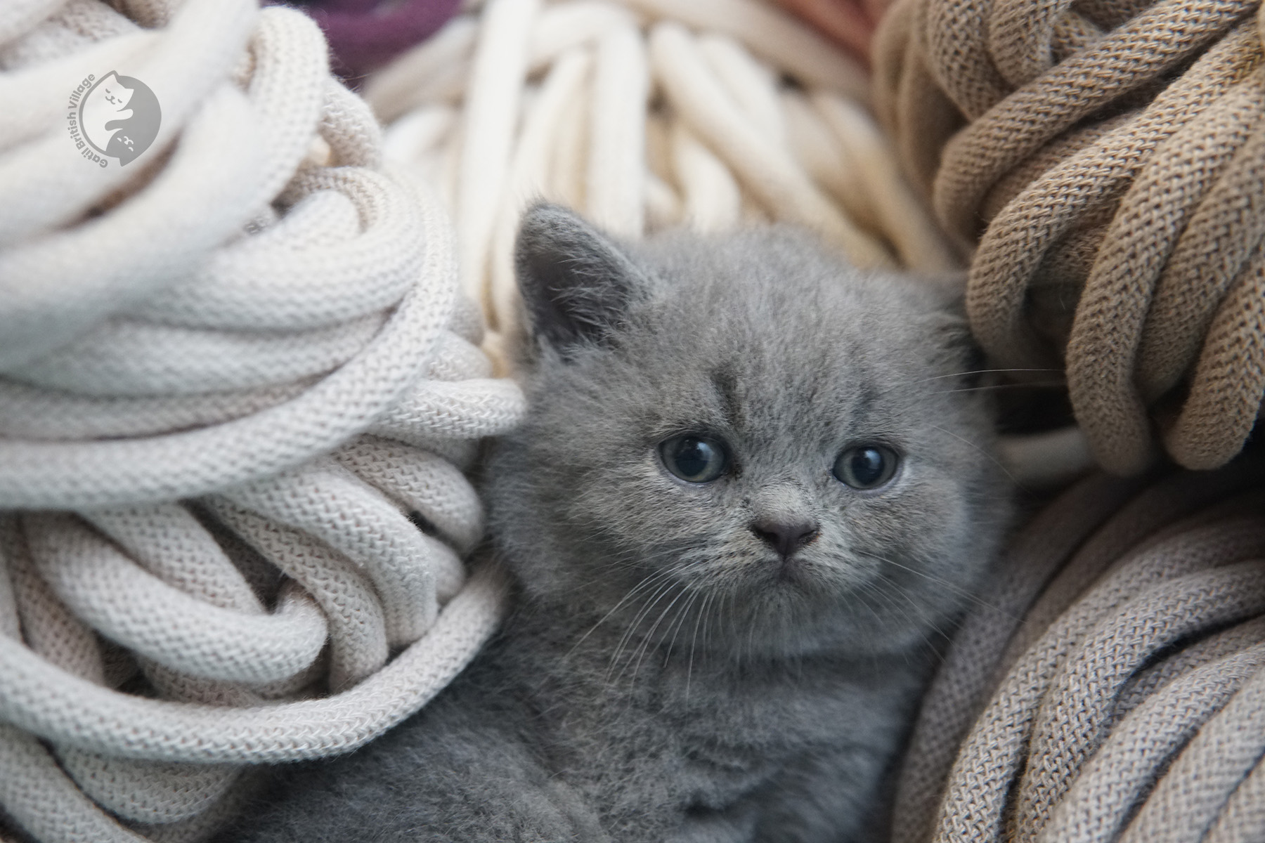 Gatito British Shorthair caminando – foto 17