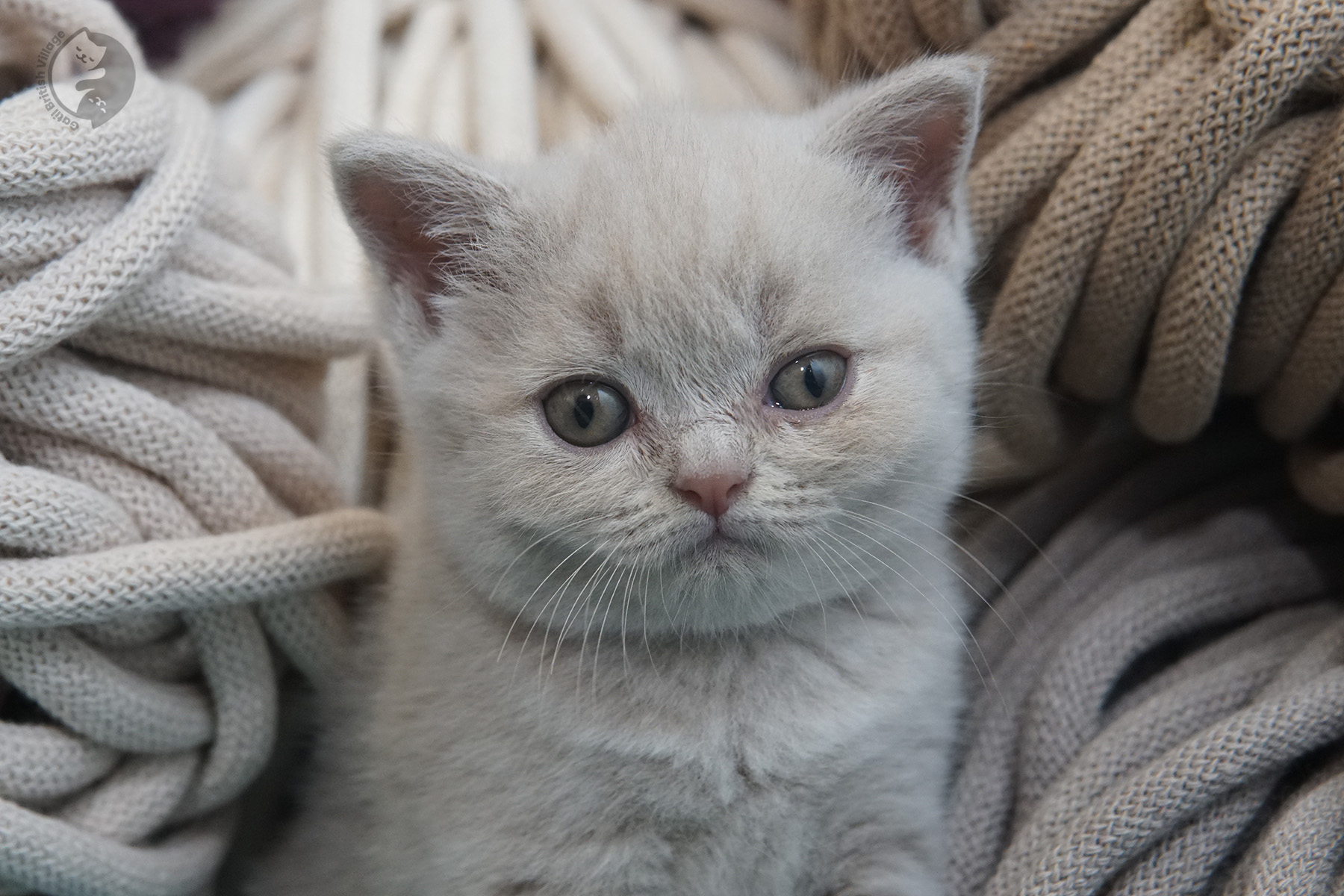 Gatito British Shorthair atento – foto 20