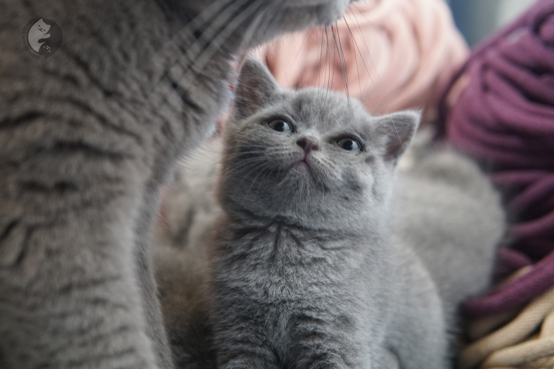 Gatito British Shorthair expresivo y carismático – foto 22