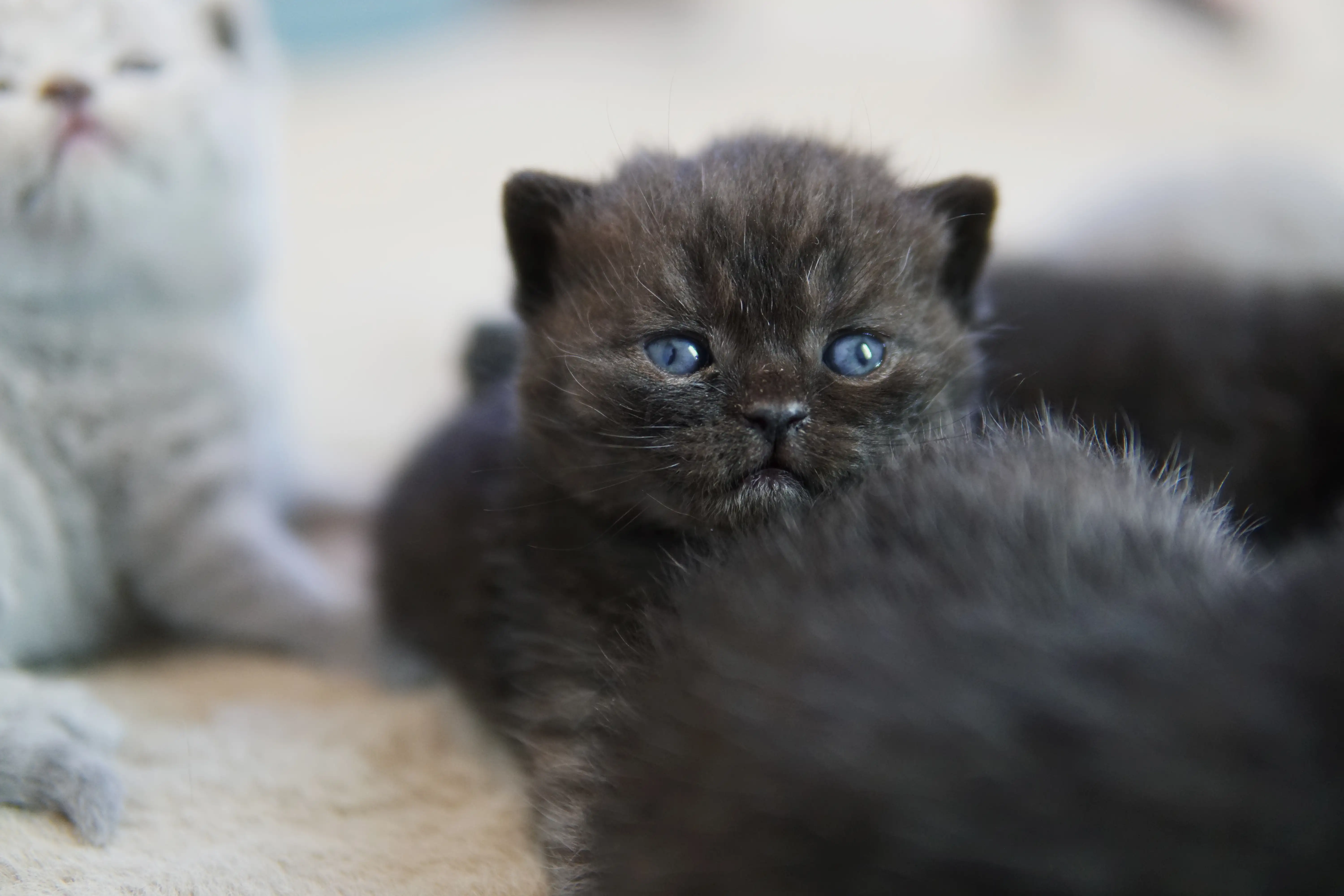 Gatito negro de la raza British Shorthair acostado, con ojos azules y expresión tranquila