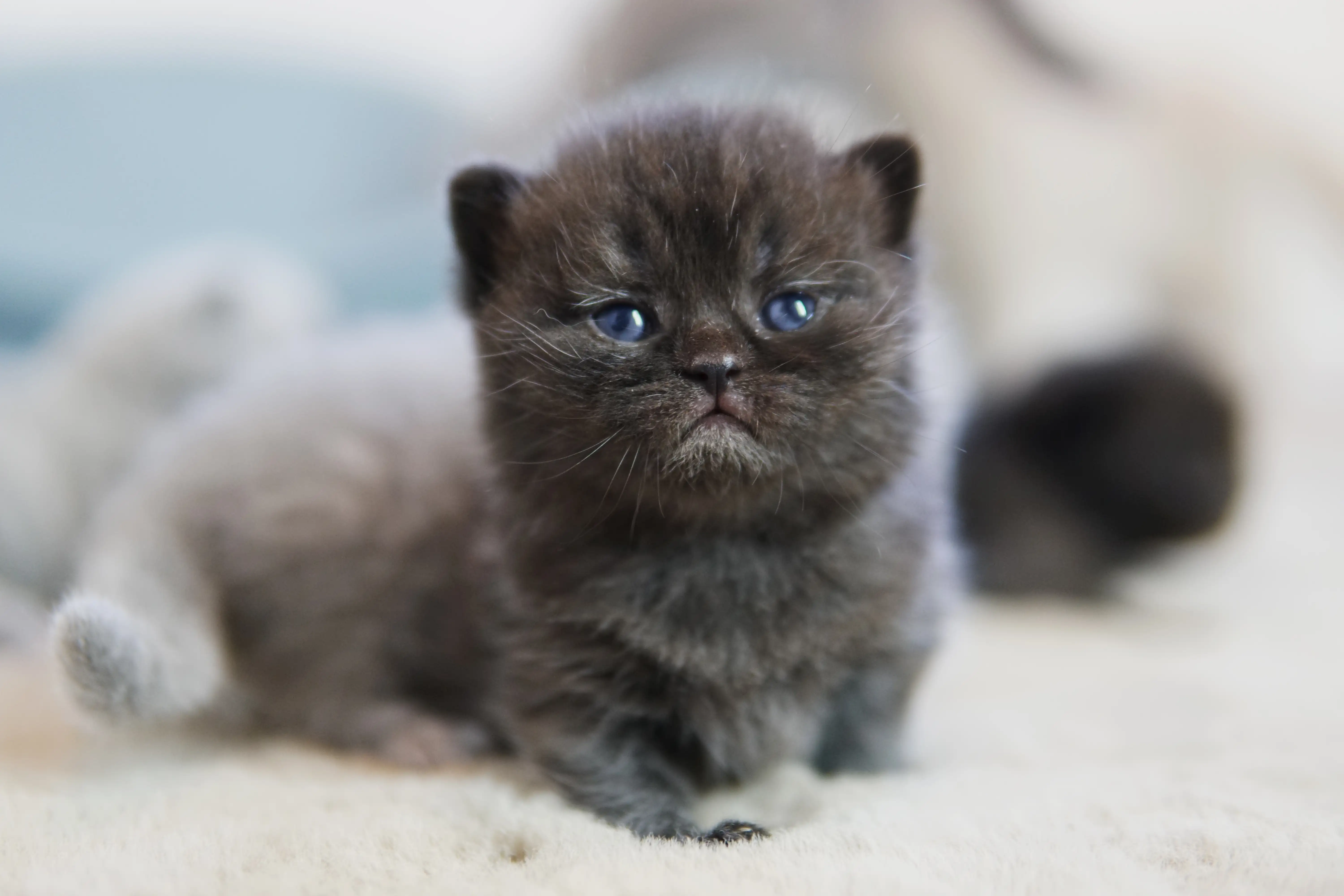 Gatito negro British Shorthair en posición erguida, con expresión serena y ojos abiertos