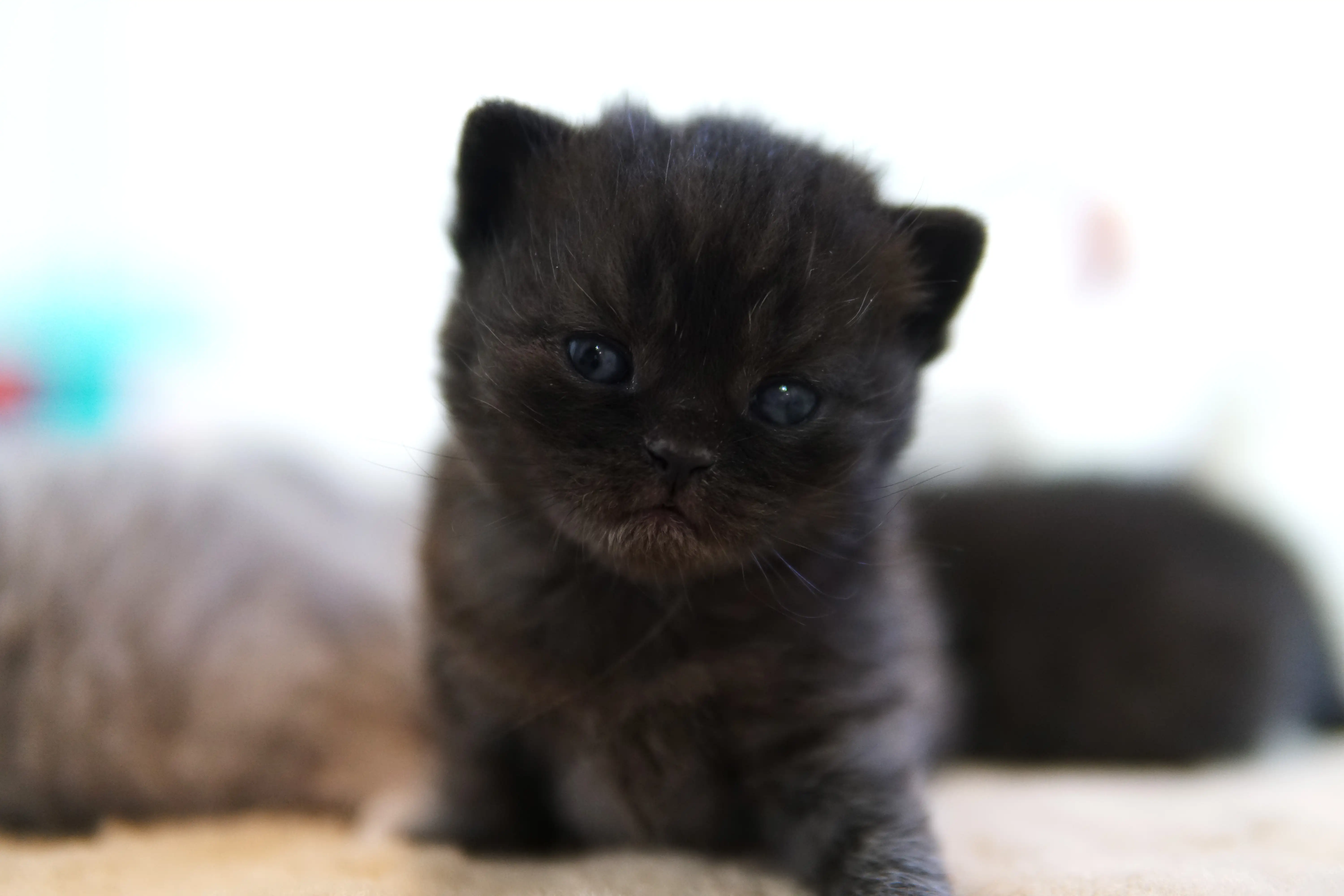 Gatito negro British Shorthair centrado, con el cuerpo visible y fondo claro