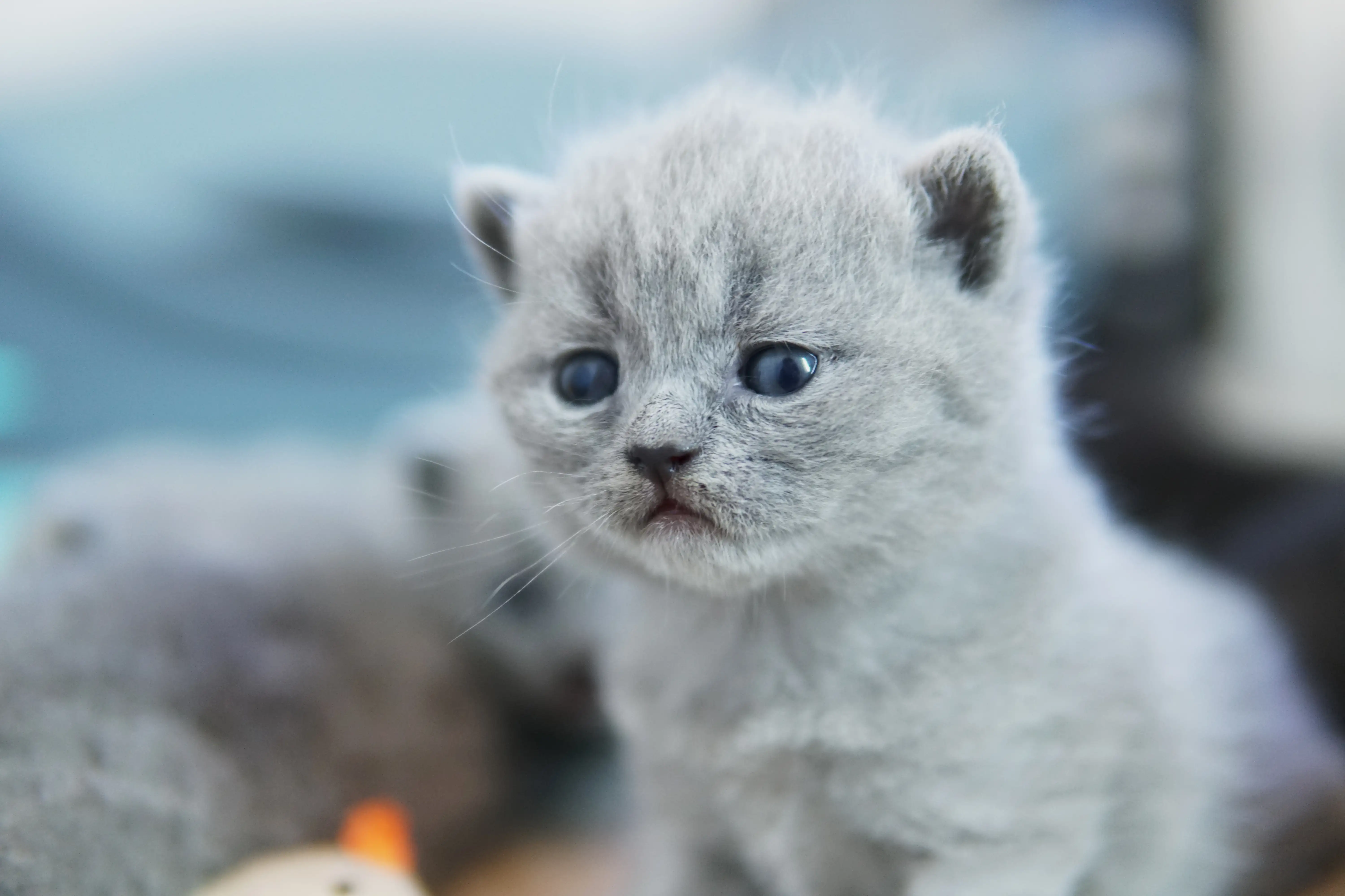 Gatito blue British Shorthair con pelaje claro y mirada delicada