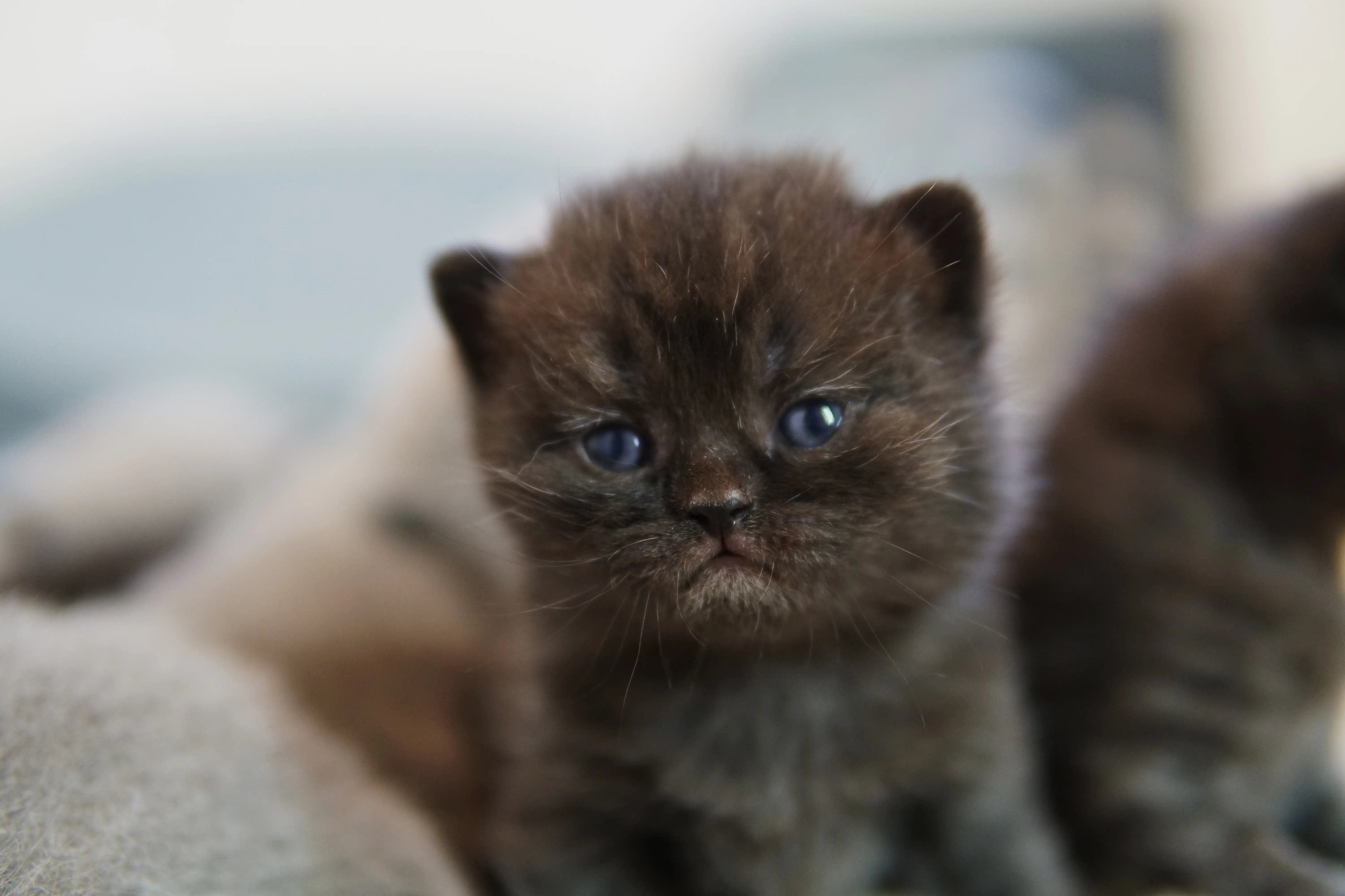 Gatito negro British Shorthair con mirada curiosa, apoyado de forma relajada