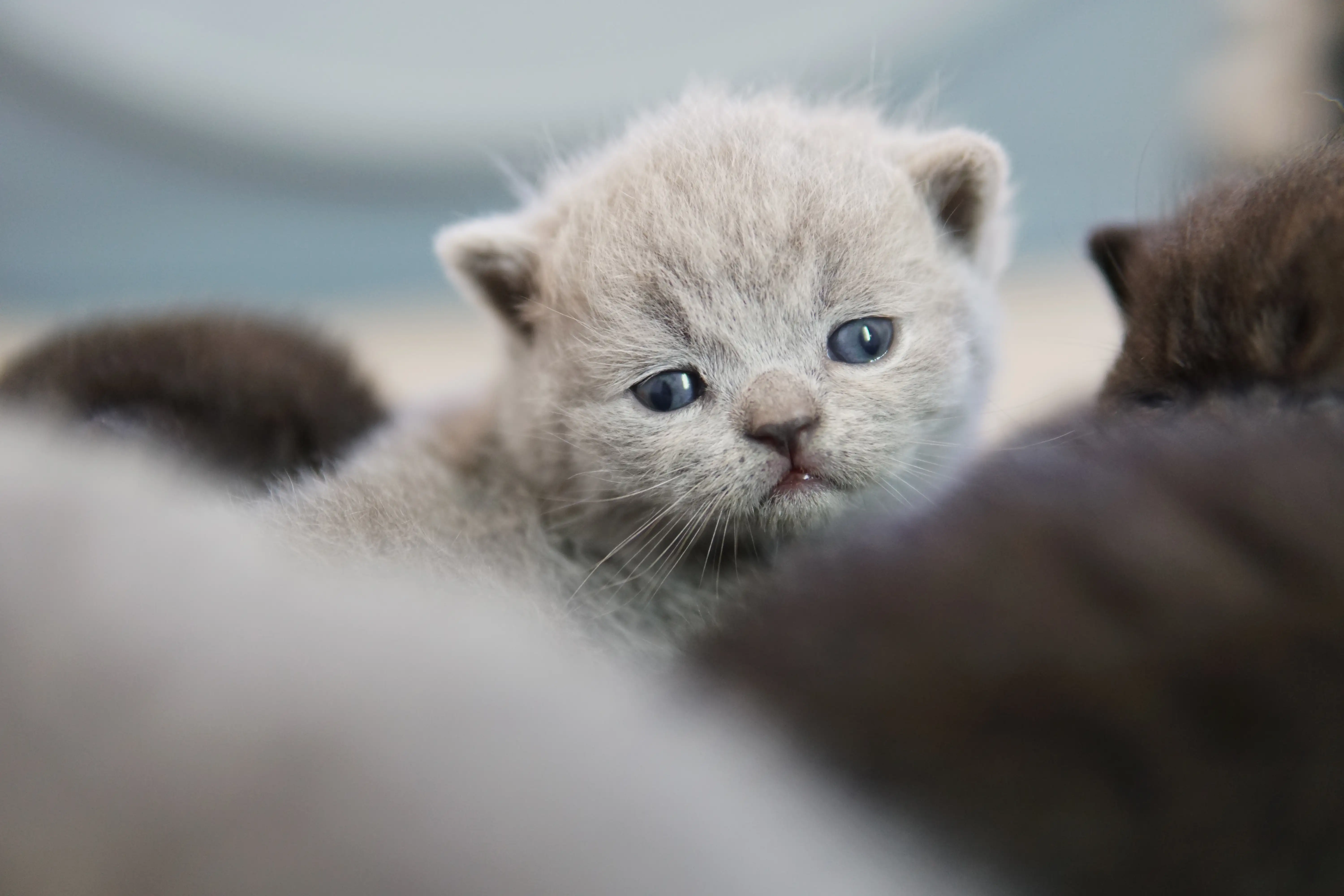 Gatito blue British Shorthair observando con atención, parcialmente cubierto por otro gatito