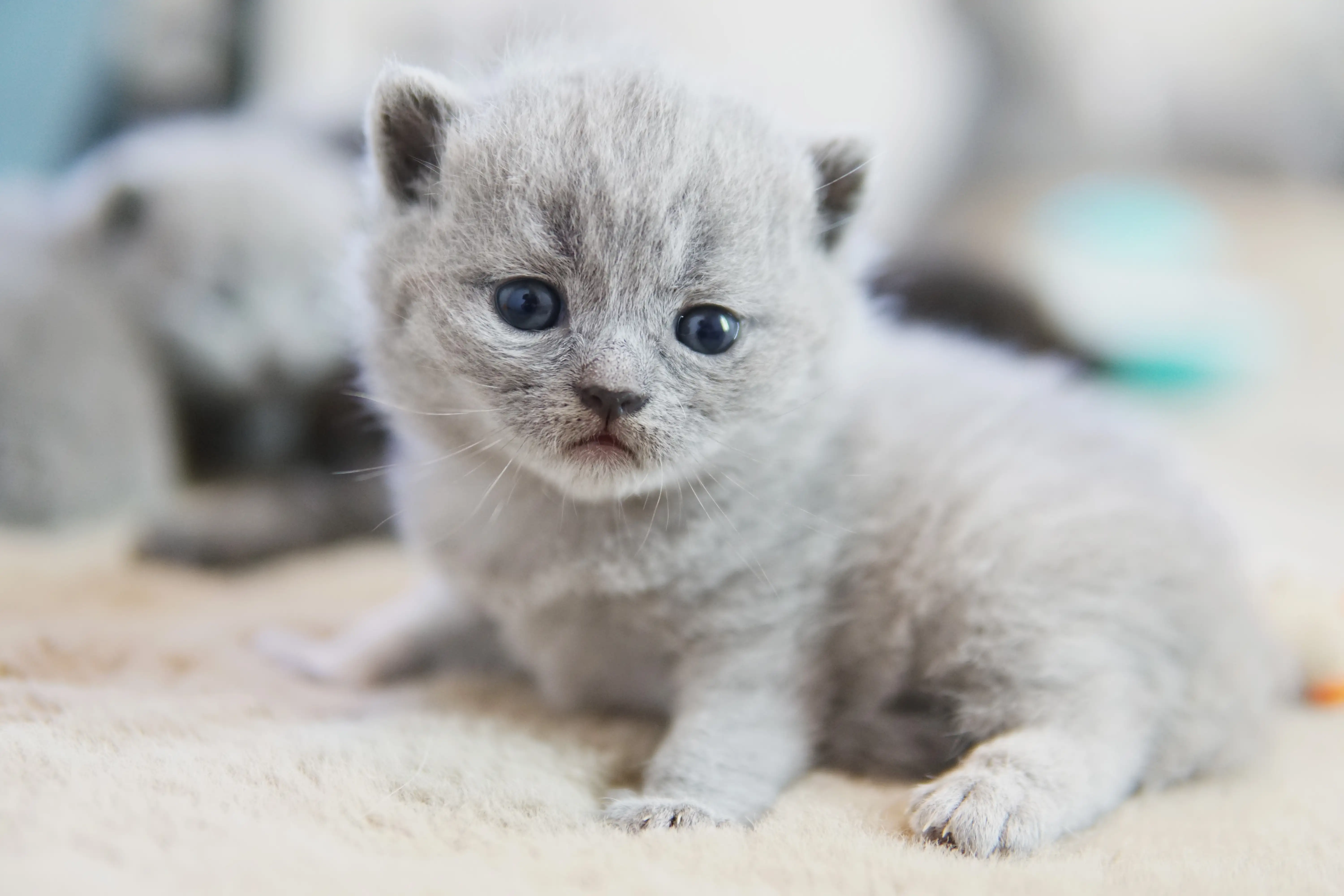 Gatito blue British Shorthair sentado con expresión suave y pelaje azul claro