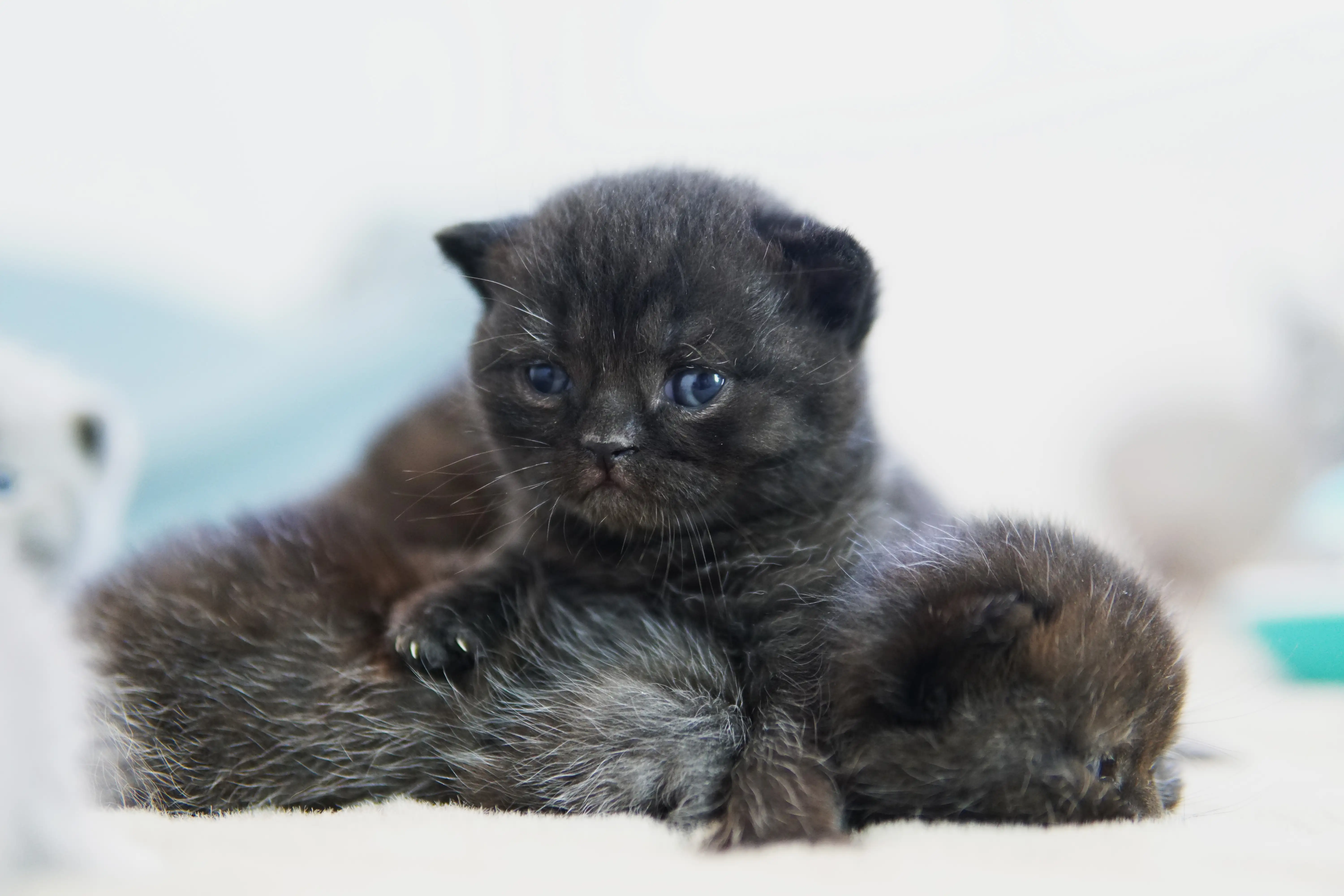 Gatito negro British Shorthair acostado sobre otro gatito, con expresión relajada
