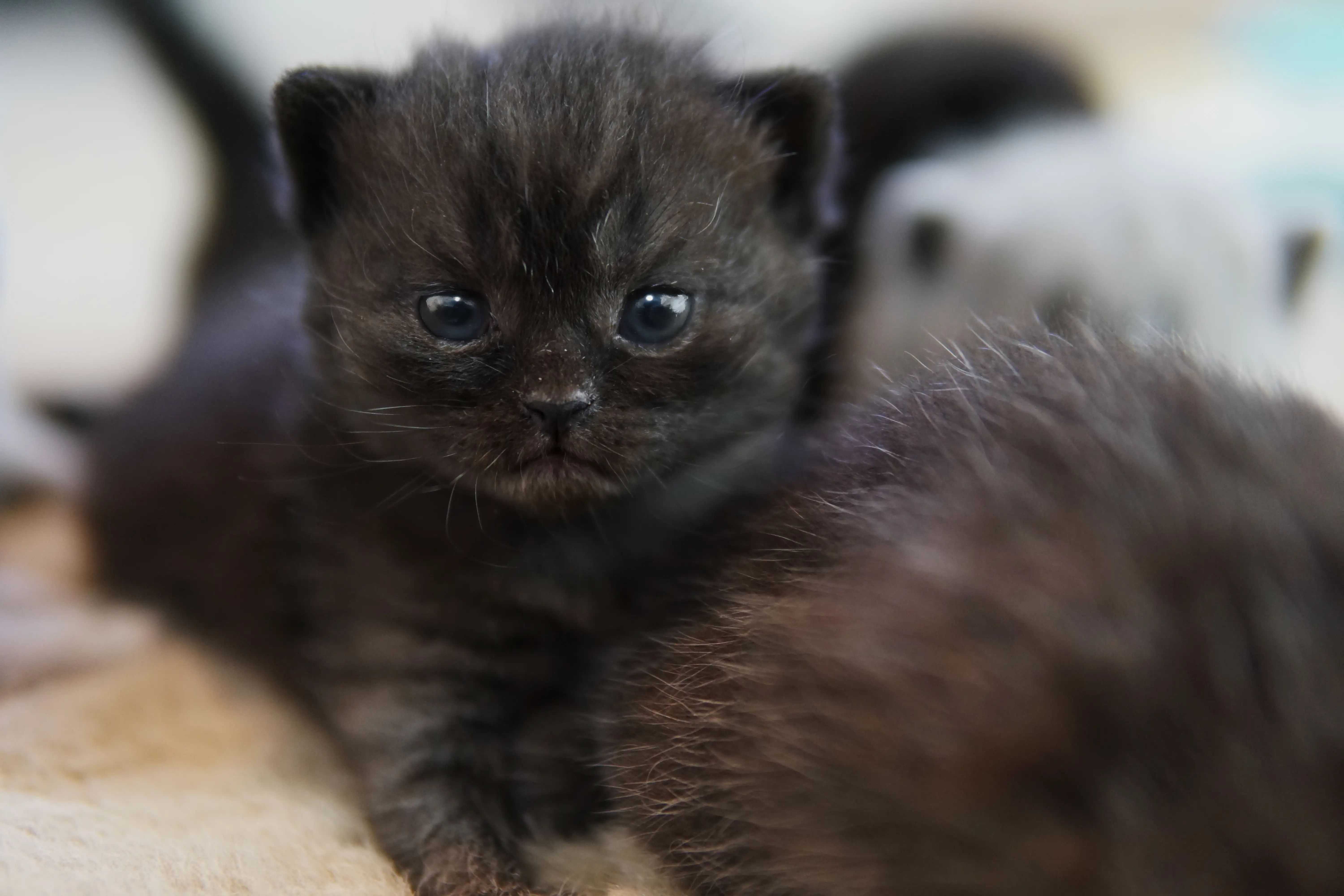 Gatito negro British Shorthair en pose frontal, mirando fijamente a la cámara
