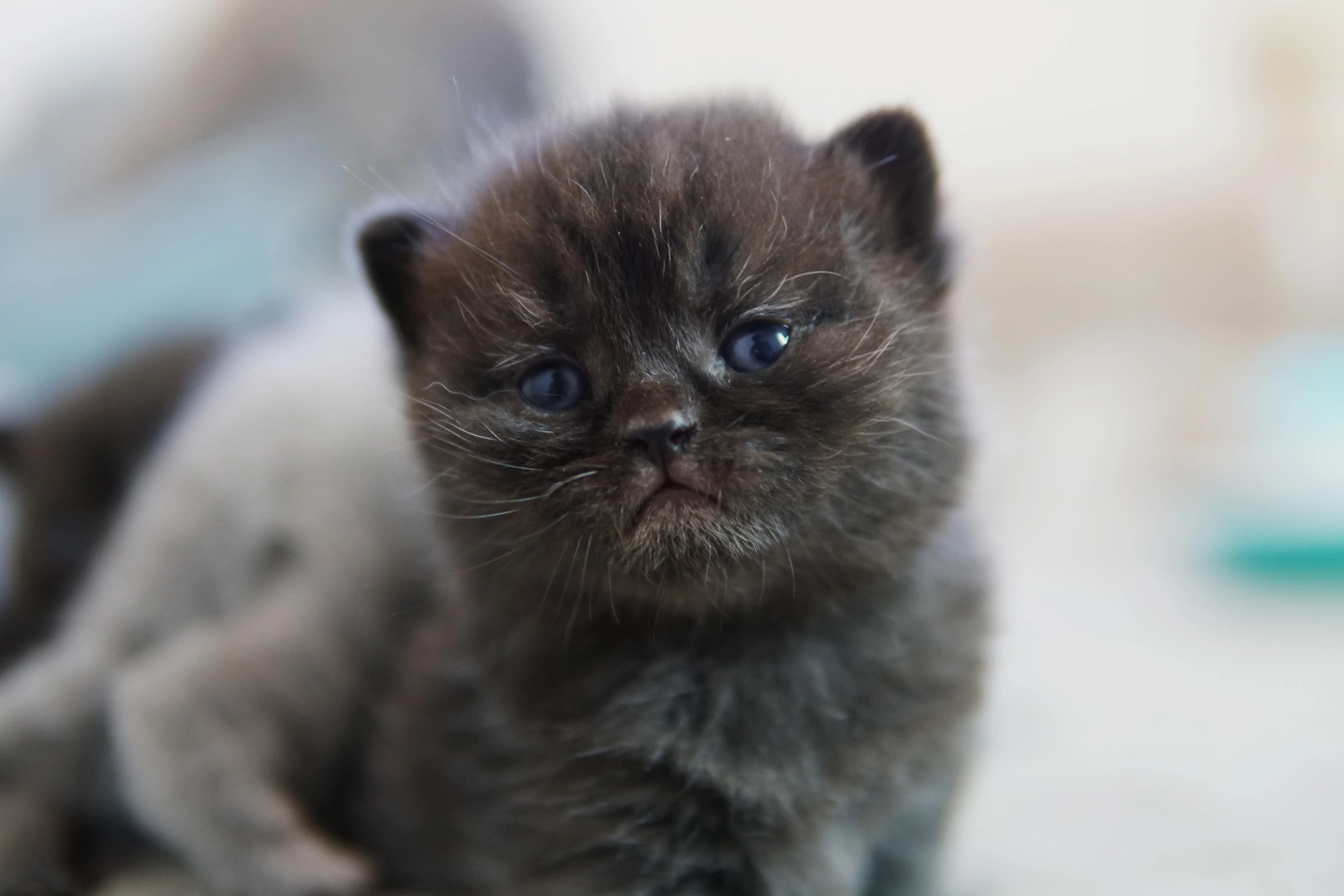 Gatito negro British Shorthair con ojos bien abiertos y mirada curiosa