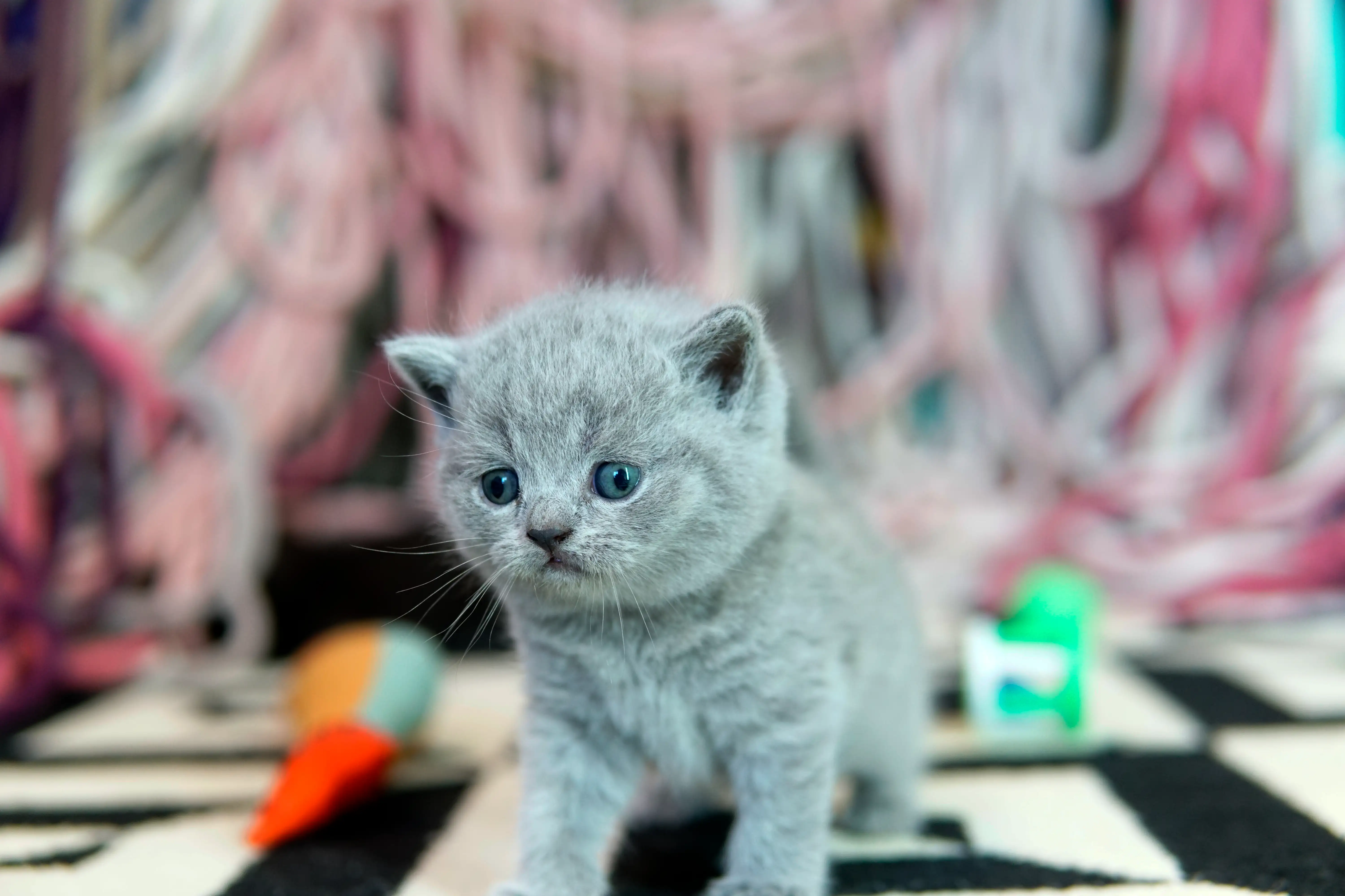 Gatito blue British Shorthair de pie sobre la alfombra, rodeado de juguetes coloridos