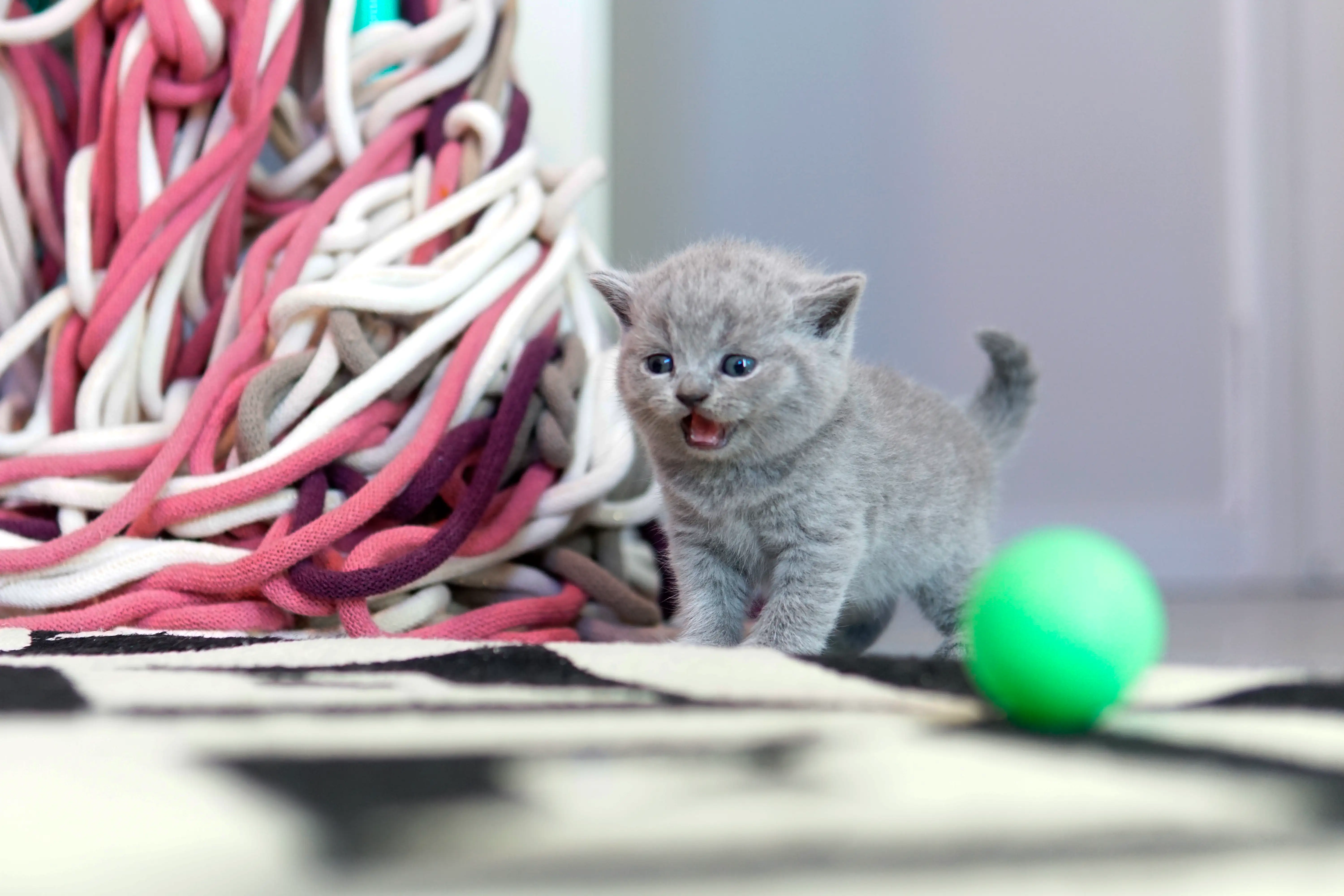 Gatito blue British Shorthair de pie sobre la alfombra, con un juguete verde al lado