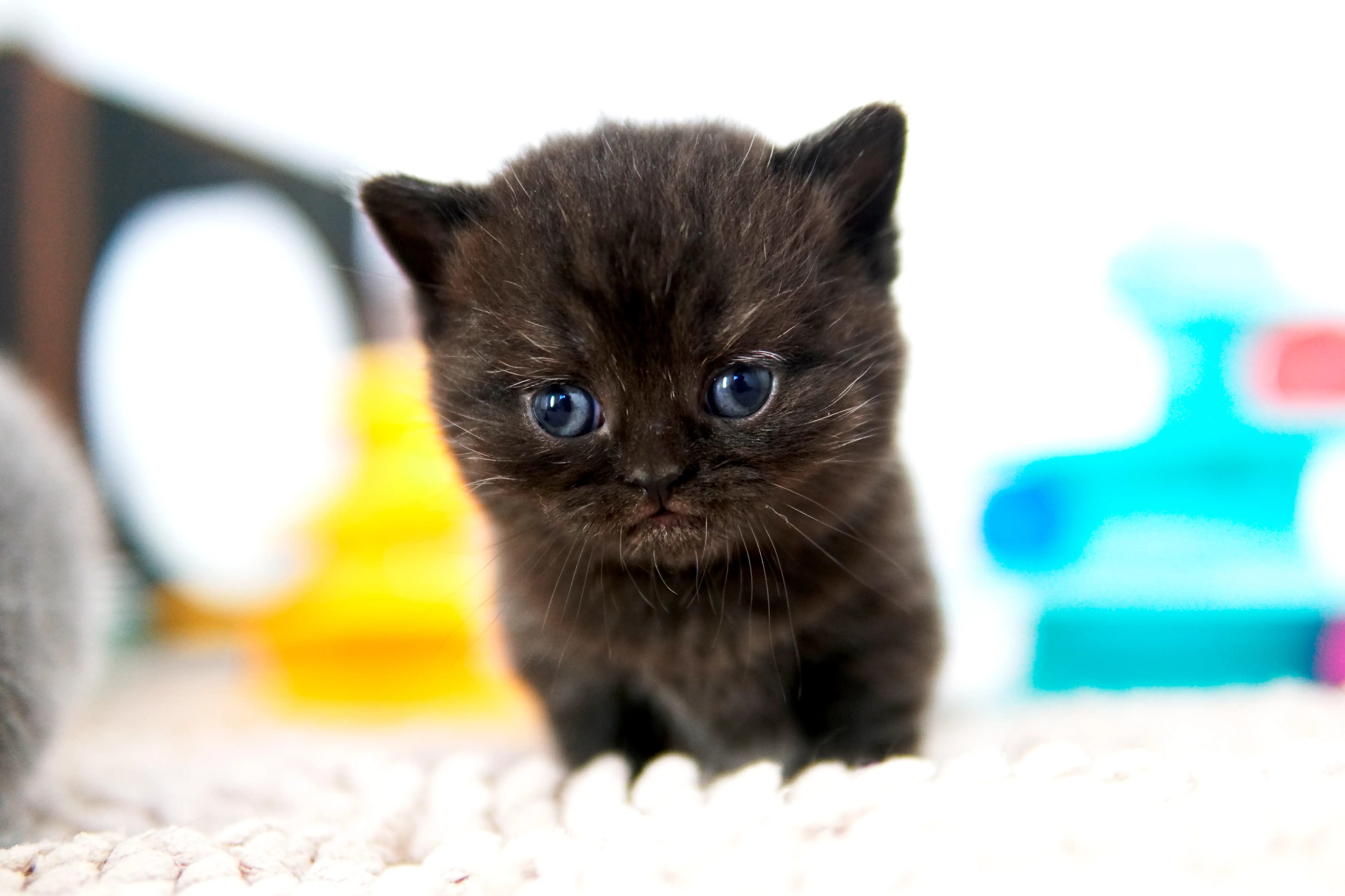 Gatito negro British Shorthair sentado, con expresión atenta y el cuerpo hacia adelante