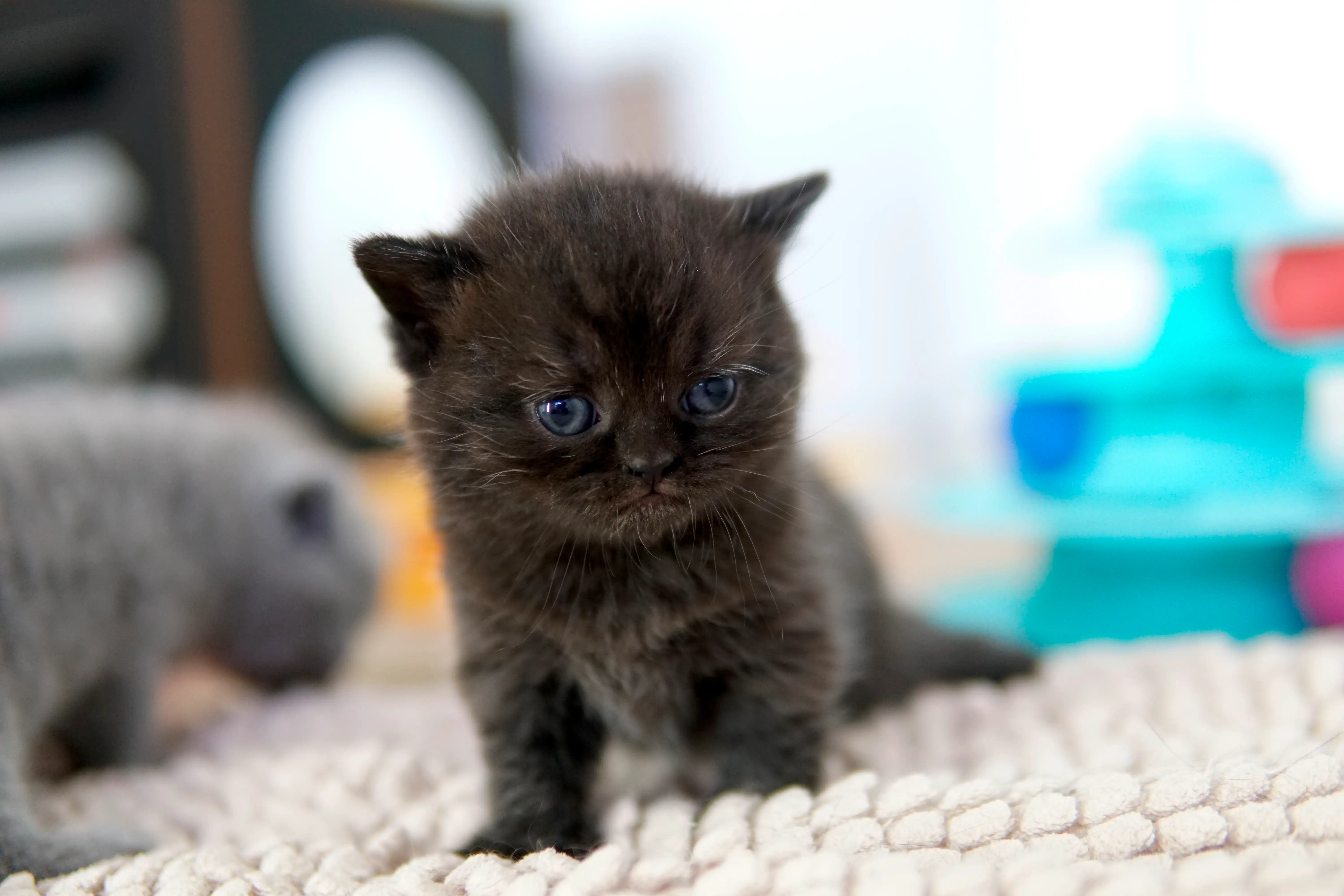 Gatito negro British Shorthair sentado sobre la alfombra clara, con postura alerta