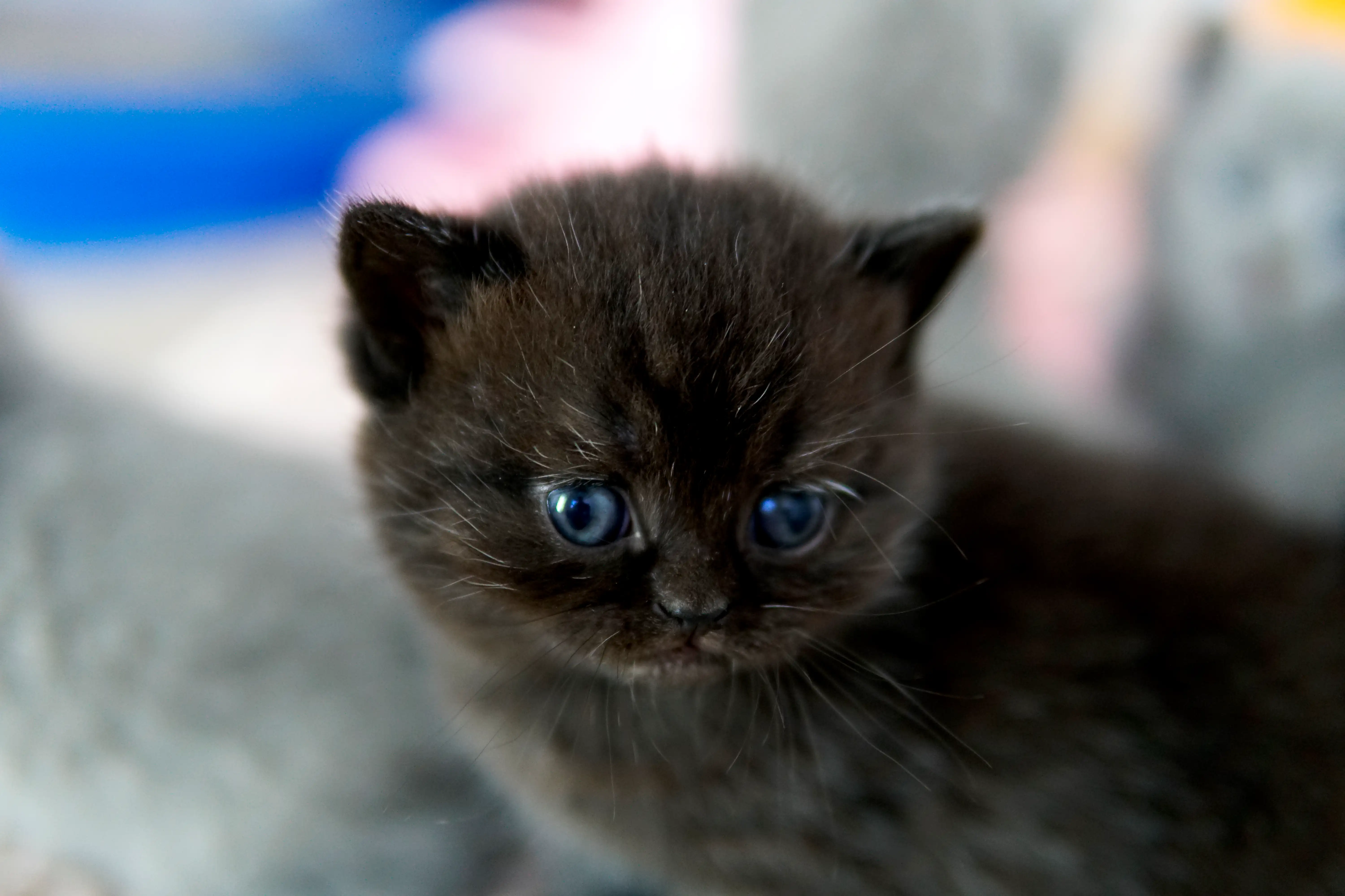 Gatito negro British Shorthair mirando de lado con atención