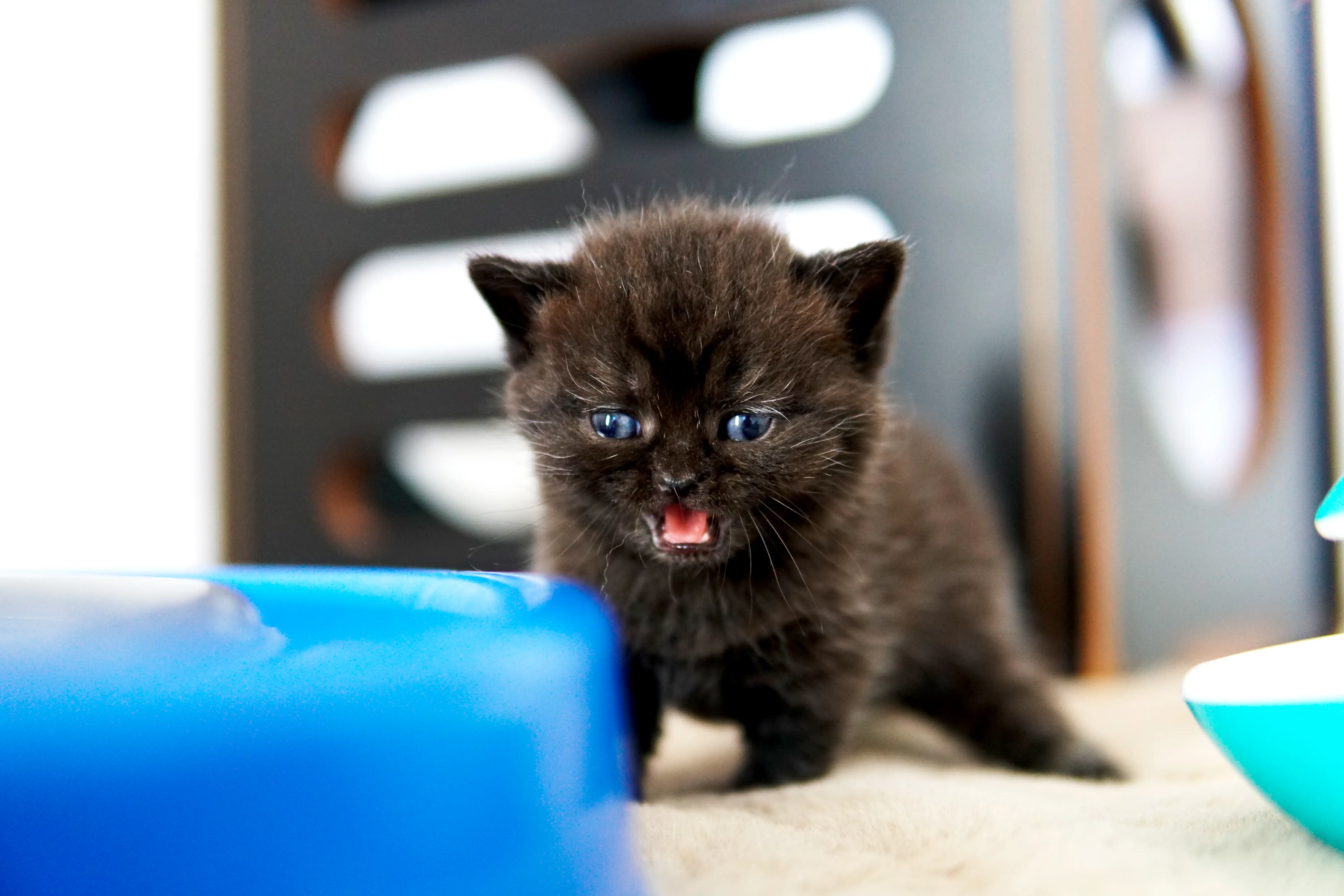 Gatito negro British Shorthair con la boca abierta al lado de un juguete azul