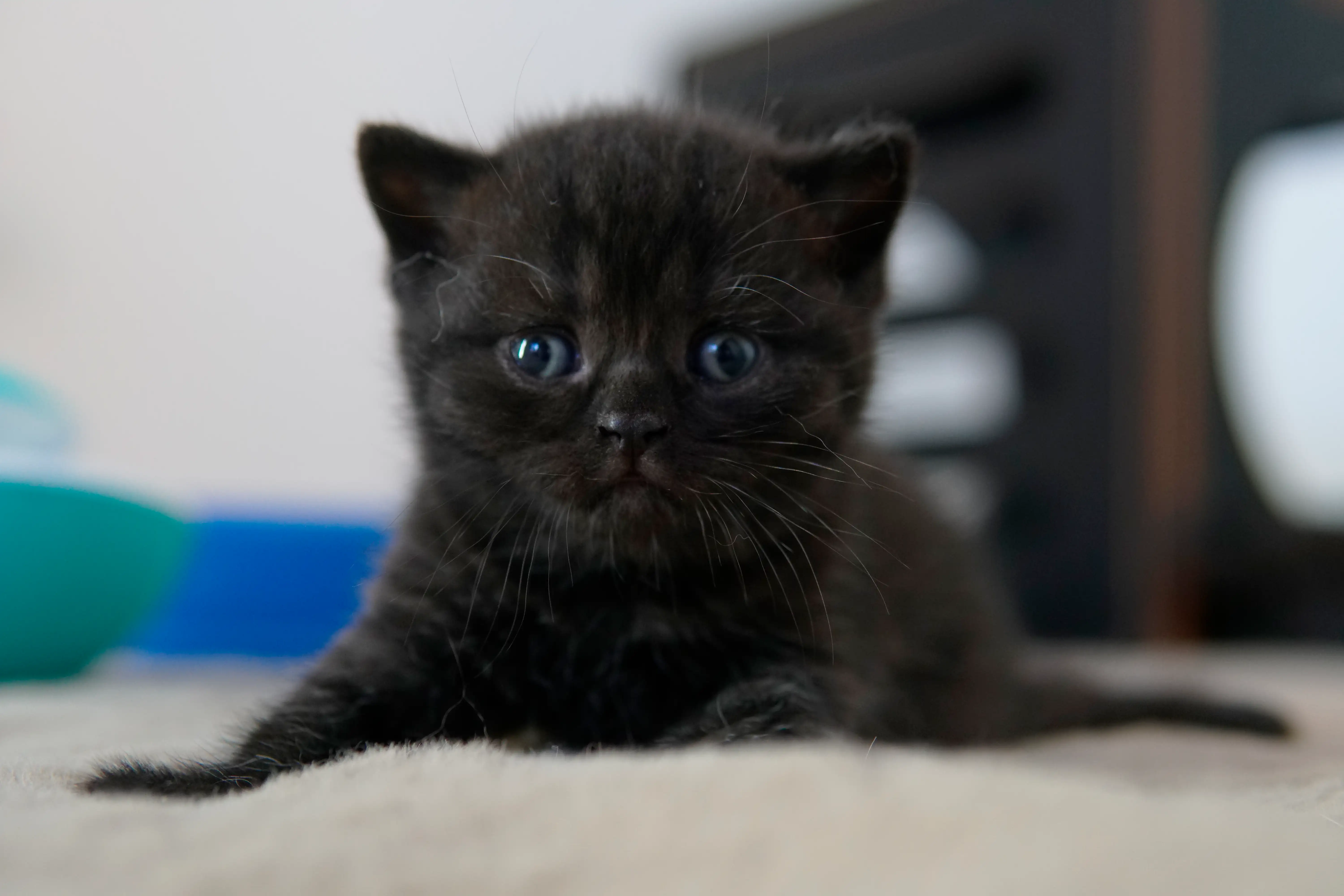 Gatito negro British Shorthair acostado con la cabeza erguida y mirada directa