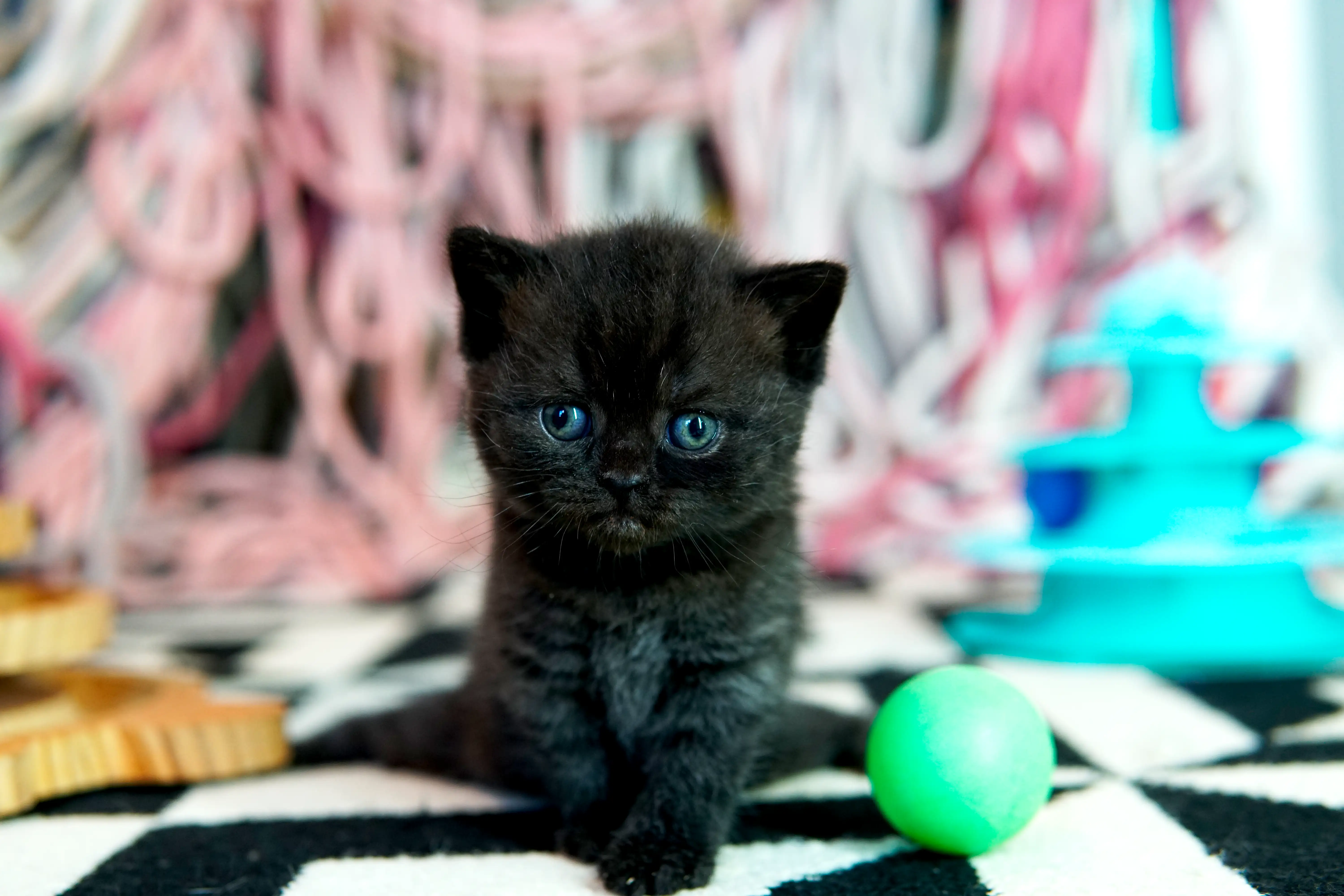Gatito negro British Shorthair sentado sobre alfombra blanca y negra junto a una pelota verde