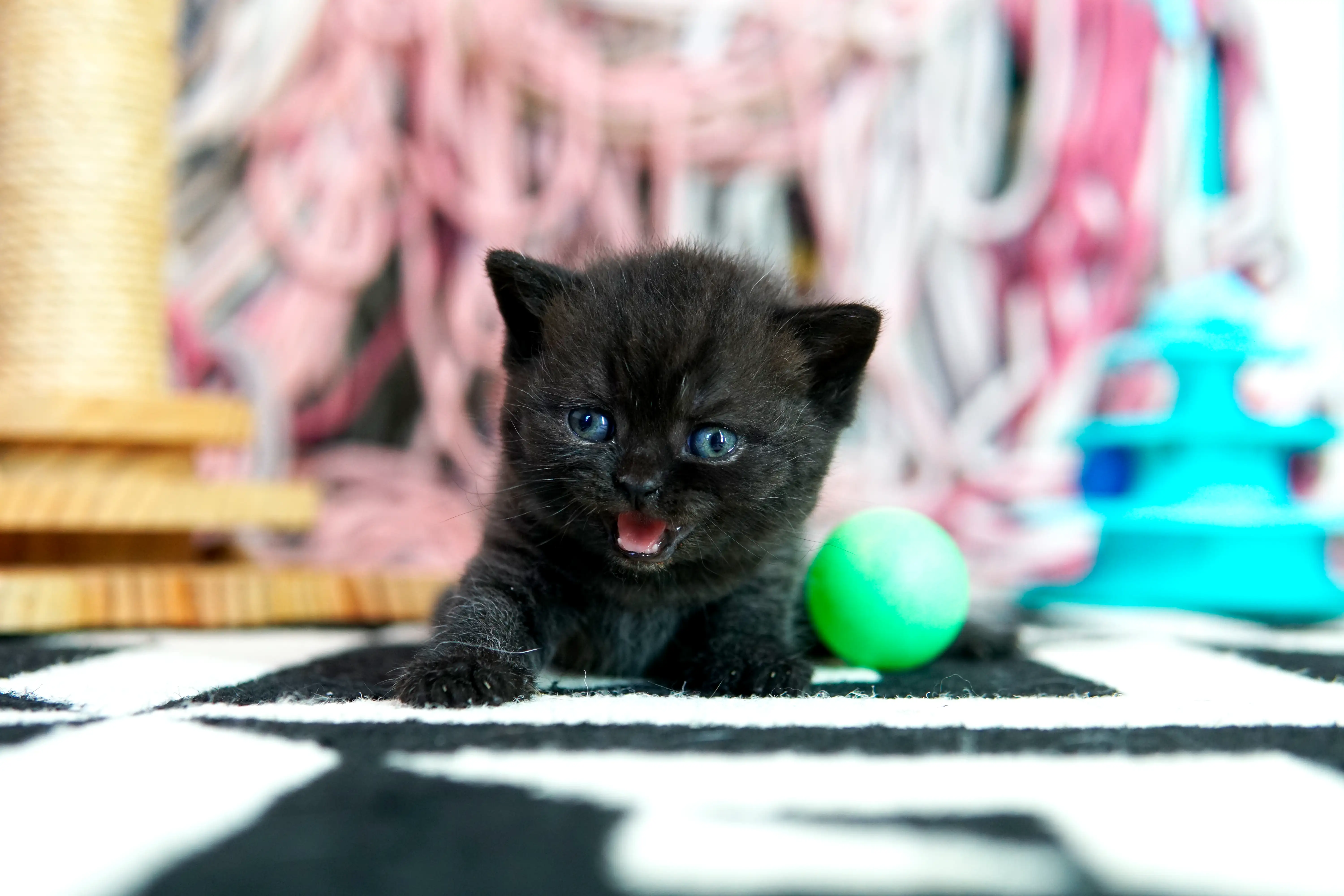 Gatito negro British Shorthair acostado con la boca abierta junto a un juguete verde