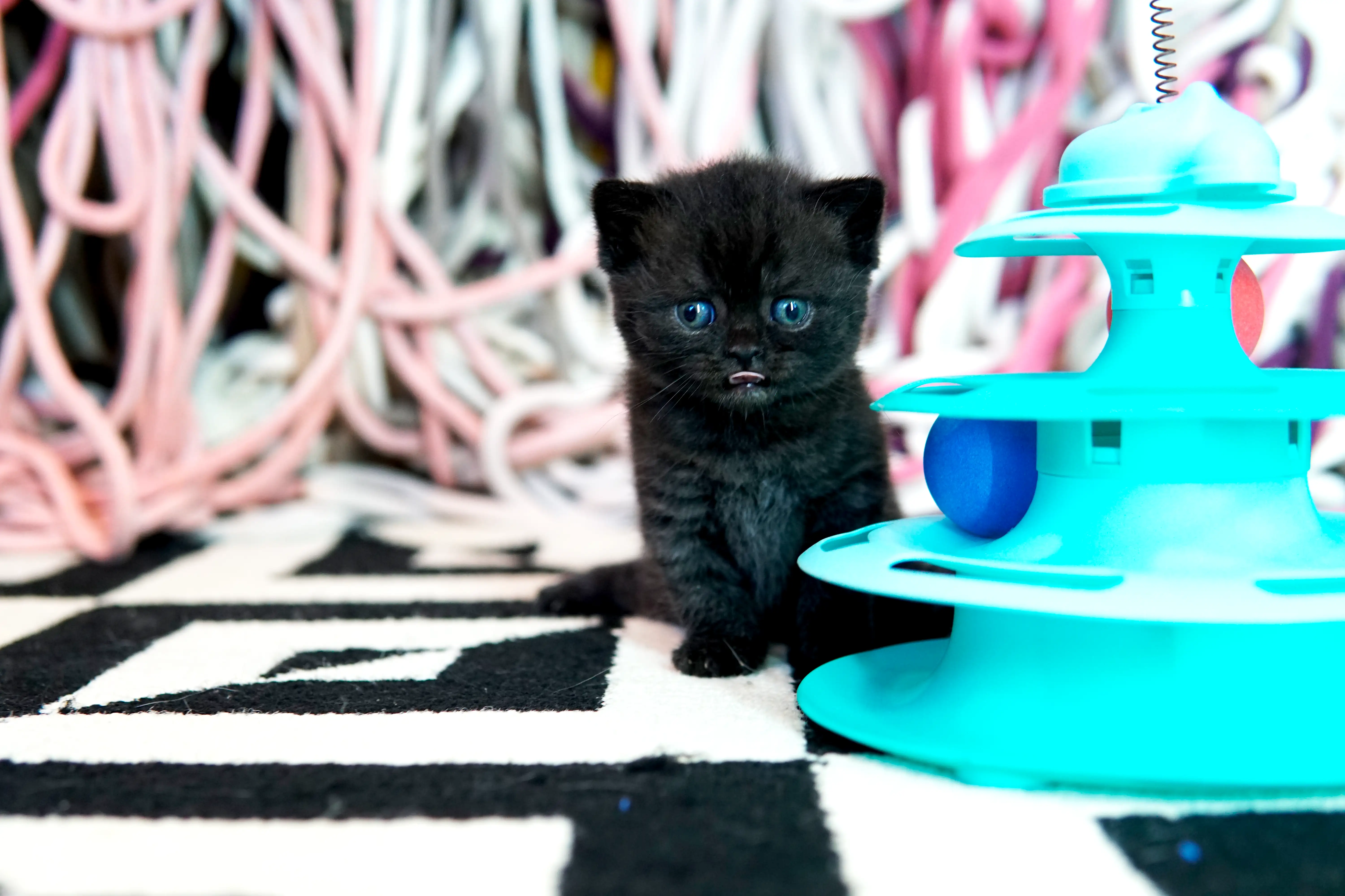 Gatito negro British Shorthair sentado junto a un juguete azul de torre circular