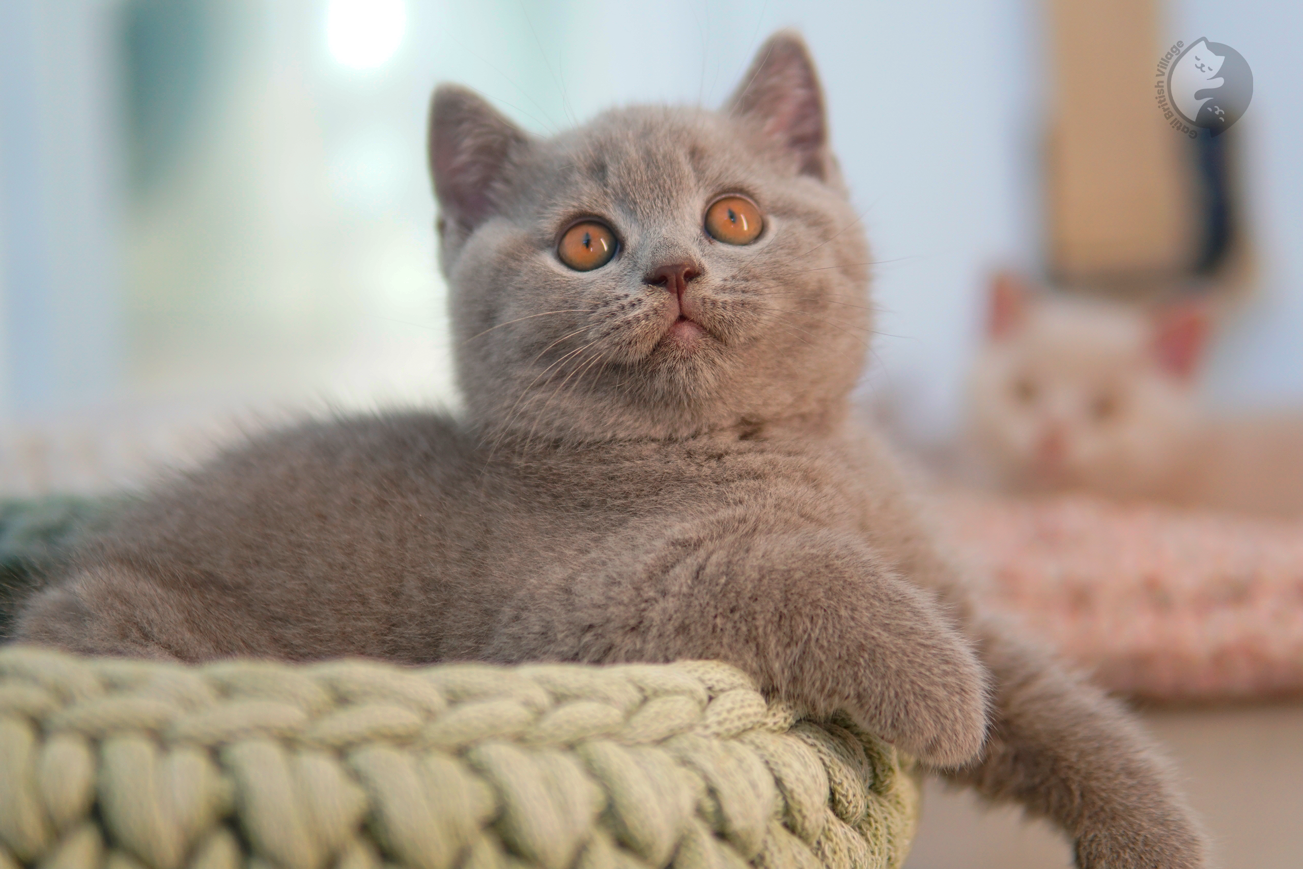 Gatito British Shorthair azul envuelto en una manta rosa claro, en estudio con fondo neutro