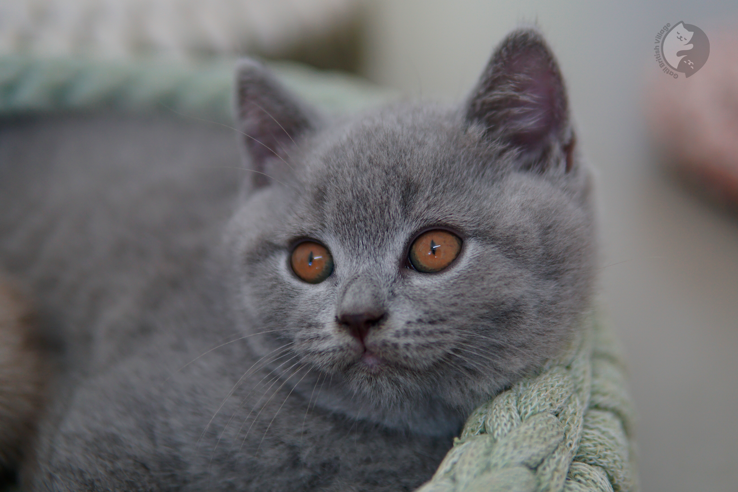 Gatito British Shorthair azul oliendo el entorno con curiosidad, con pelaje destacado sobre fondo blanco