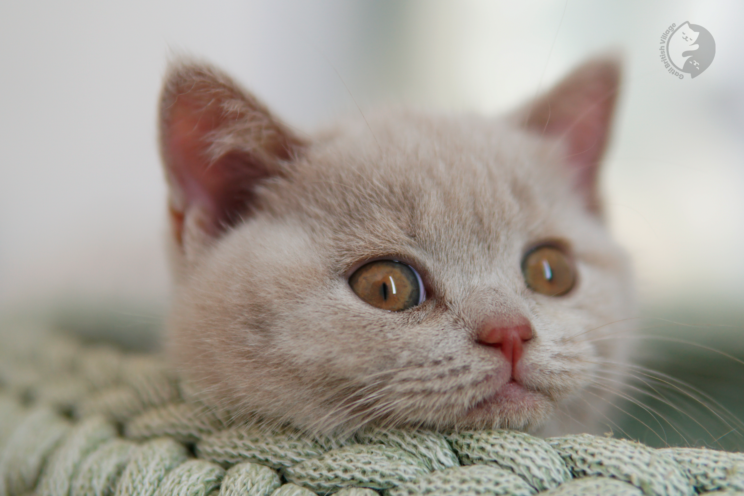 Gatito British Shorthair azul acostado entre cojines esponjosos, bajo una suave luz natural