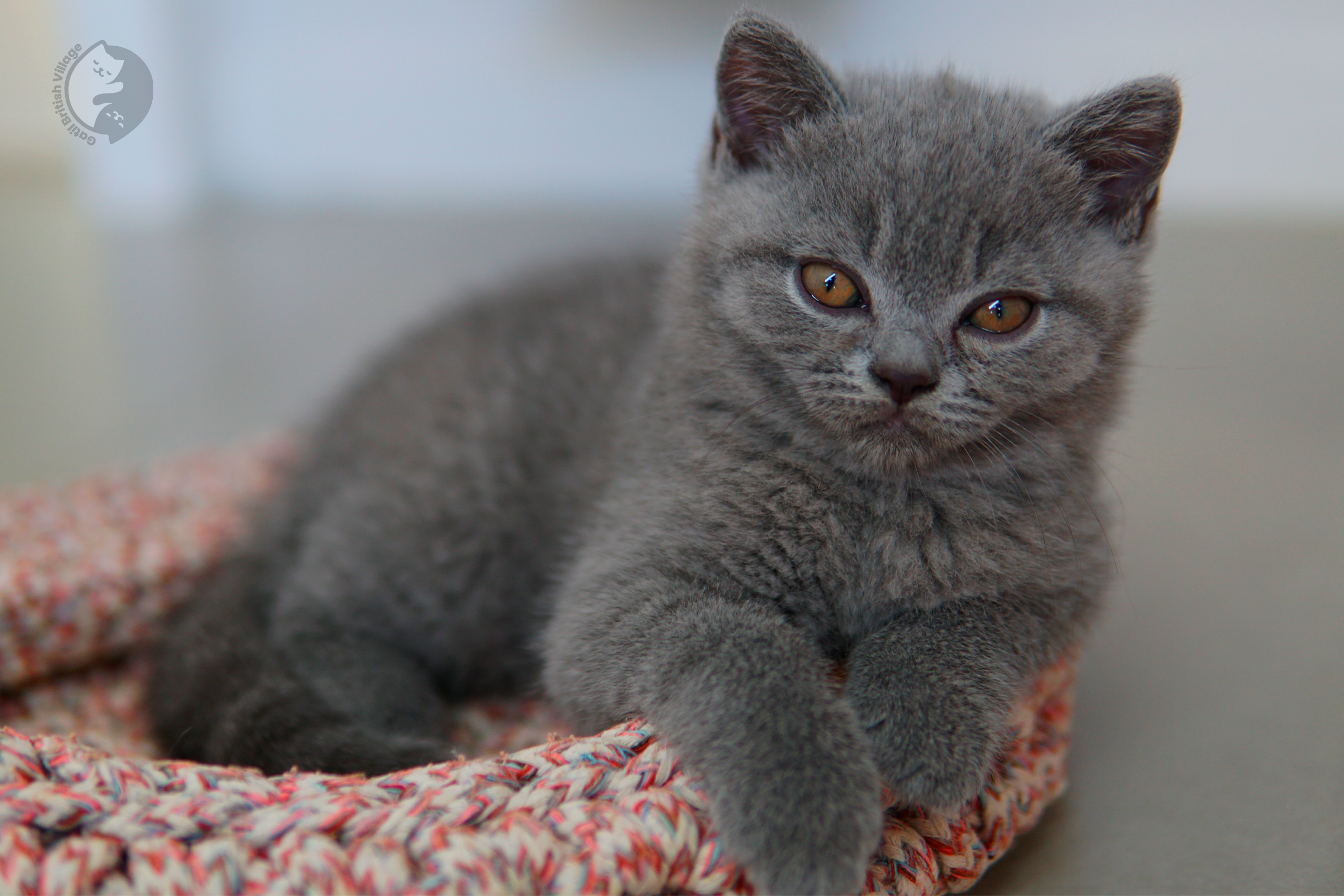 Gatito British Shorthair azul jugando con un juguete de peluche, con los ojos entreabiertos