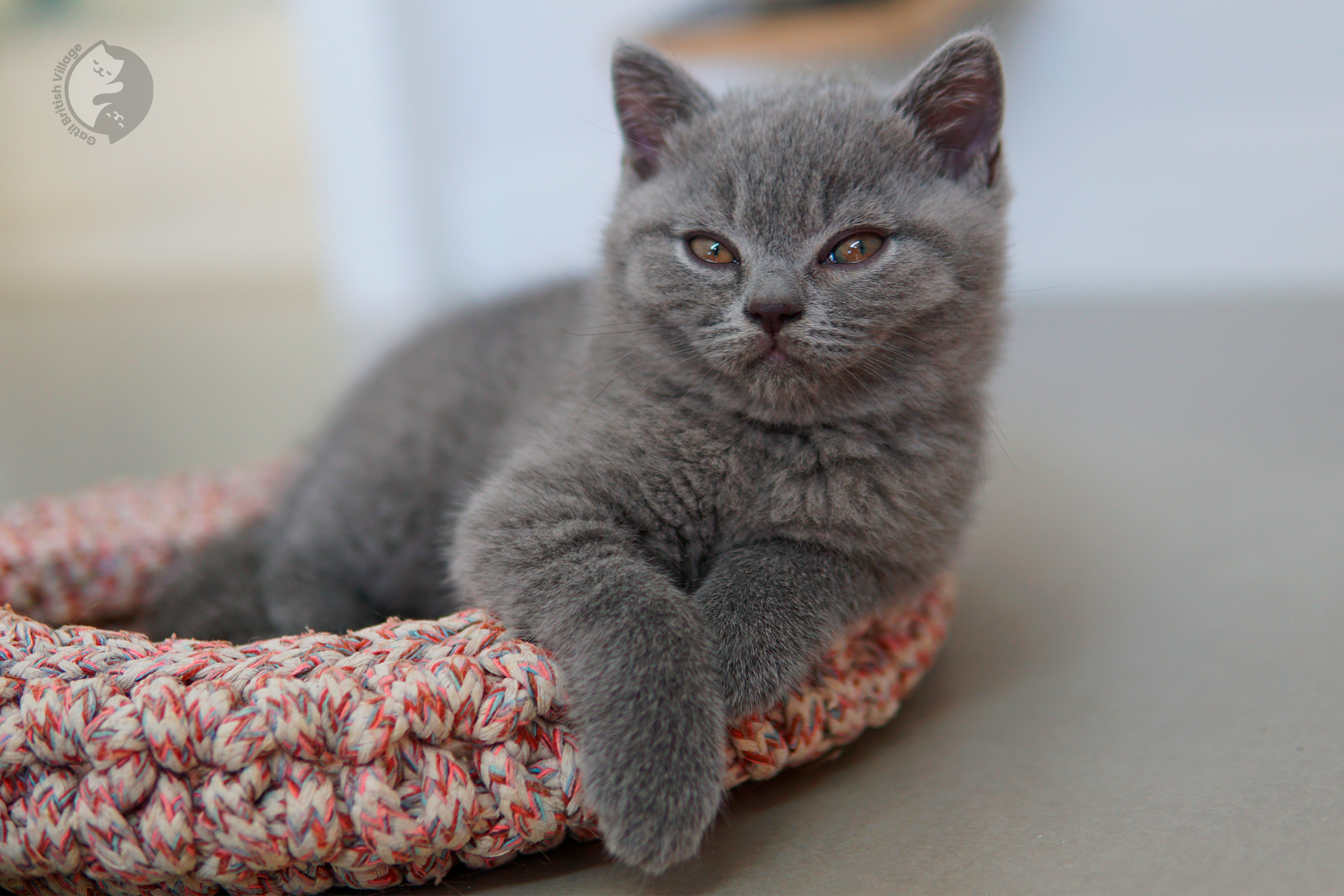 Gatito British Shorthair lila durmiendo profundamente, en un escenario invernal con tonos pastel