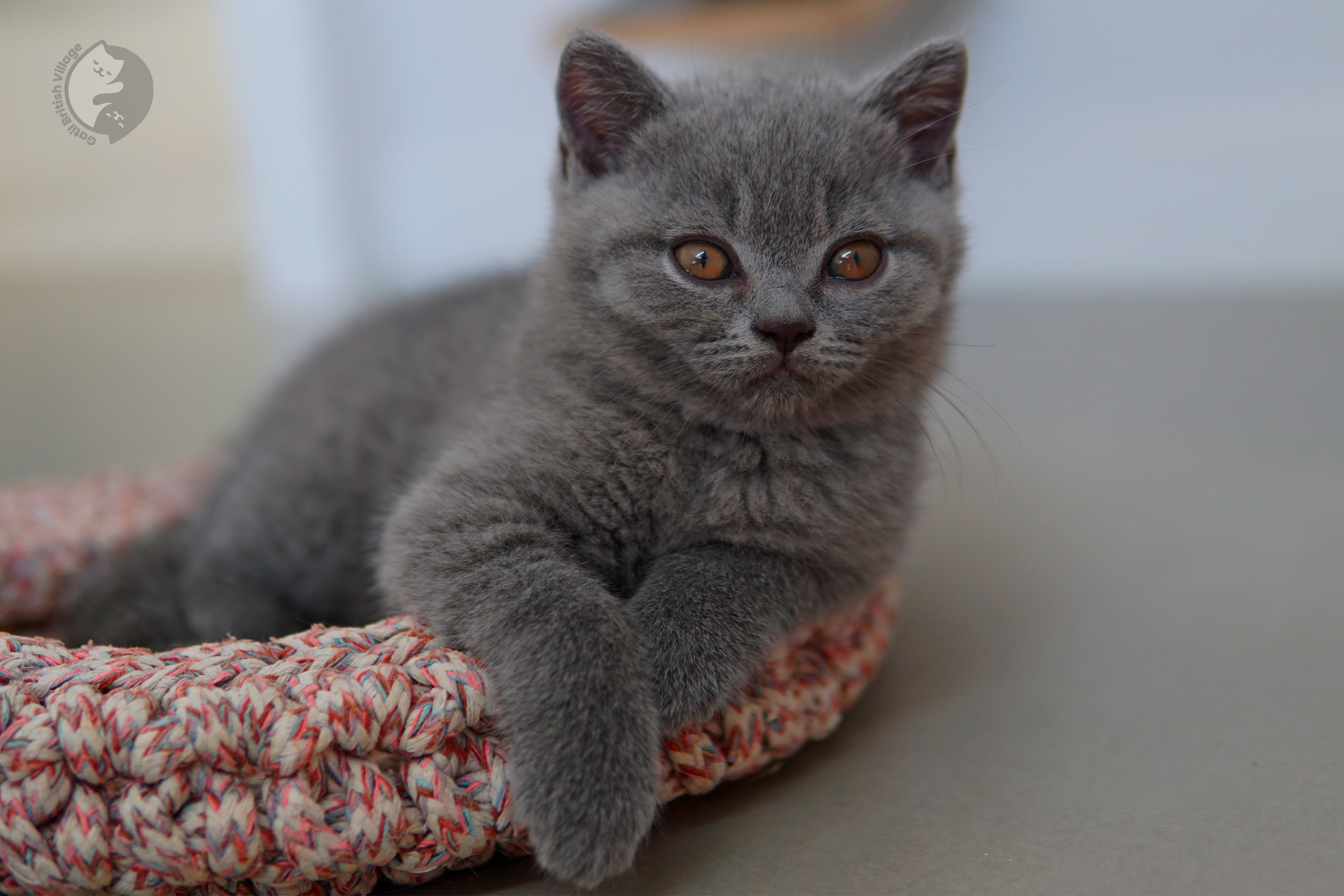 Gatito British Shorthair lila con orejas alertas, con pelaje destacado sobre fondo blanco