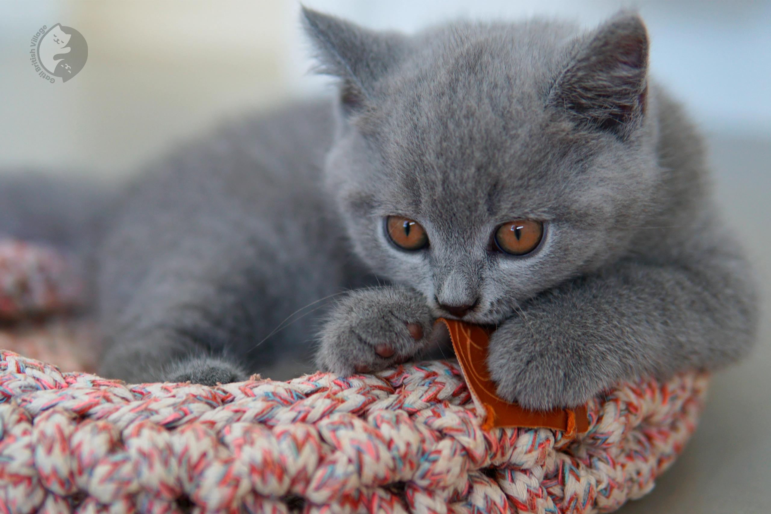 Gatito British Shorthair azul mirando directamente a la cámara, junto a otro gatito
