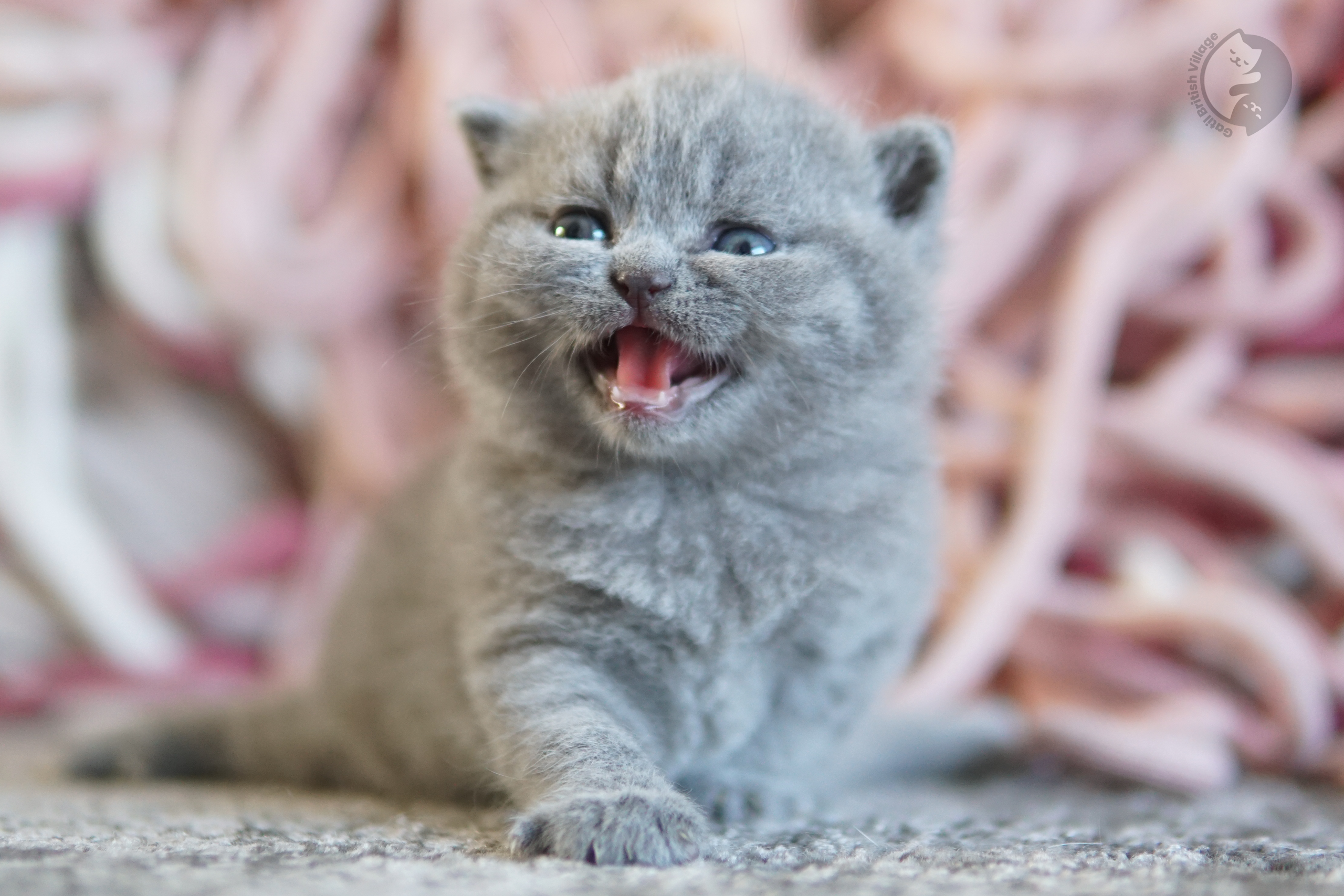 Gatito British Shorthair azul acostado entre cojines esponjosos, con los ojos entreabiertos