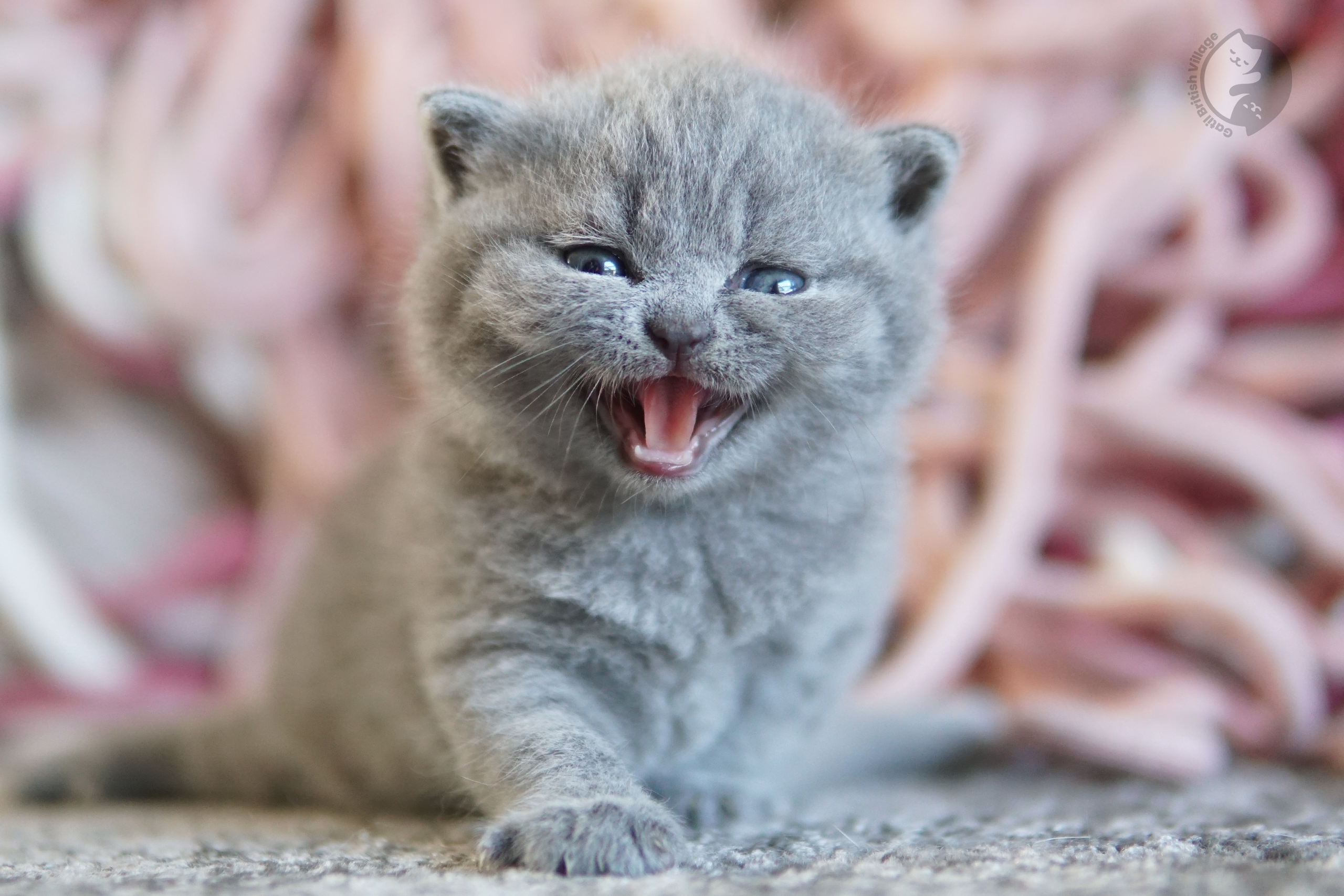 Gatito British Shorthair lila mirando directamente a la cámara, con pelaje destacado sobre fondo blanco