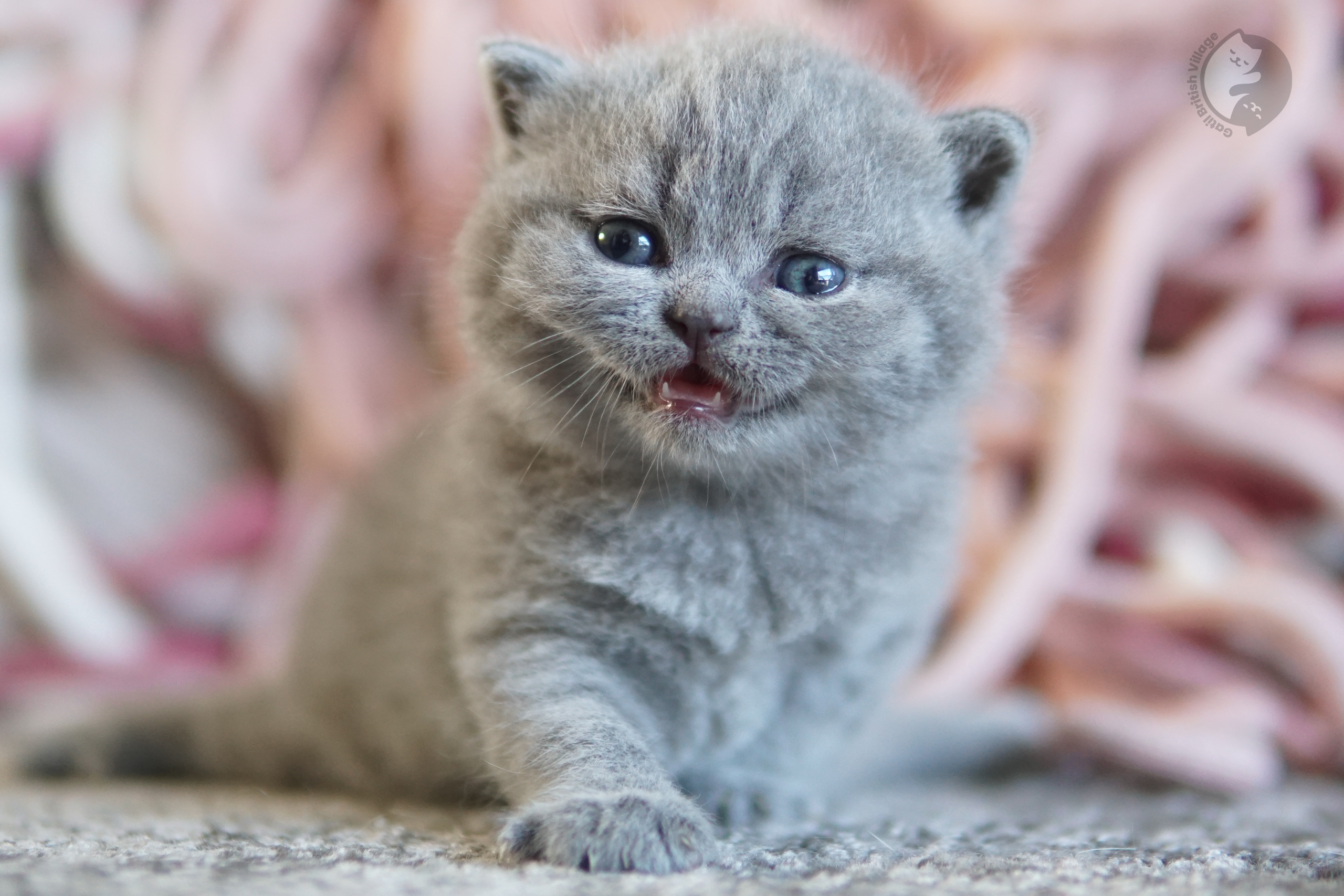 Gatito British Shorthair lila envuelto en una manta rosa claro, en un escenario invernal con tonos pastel