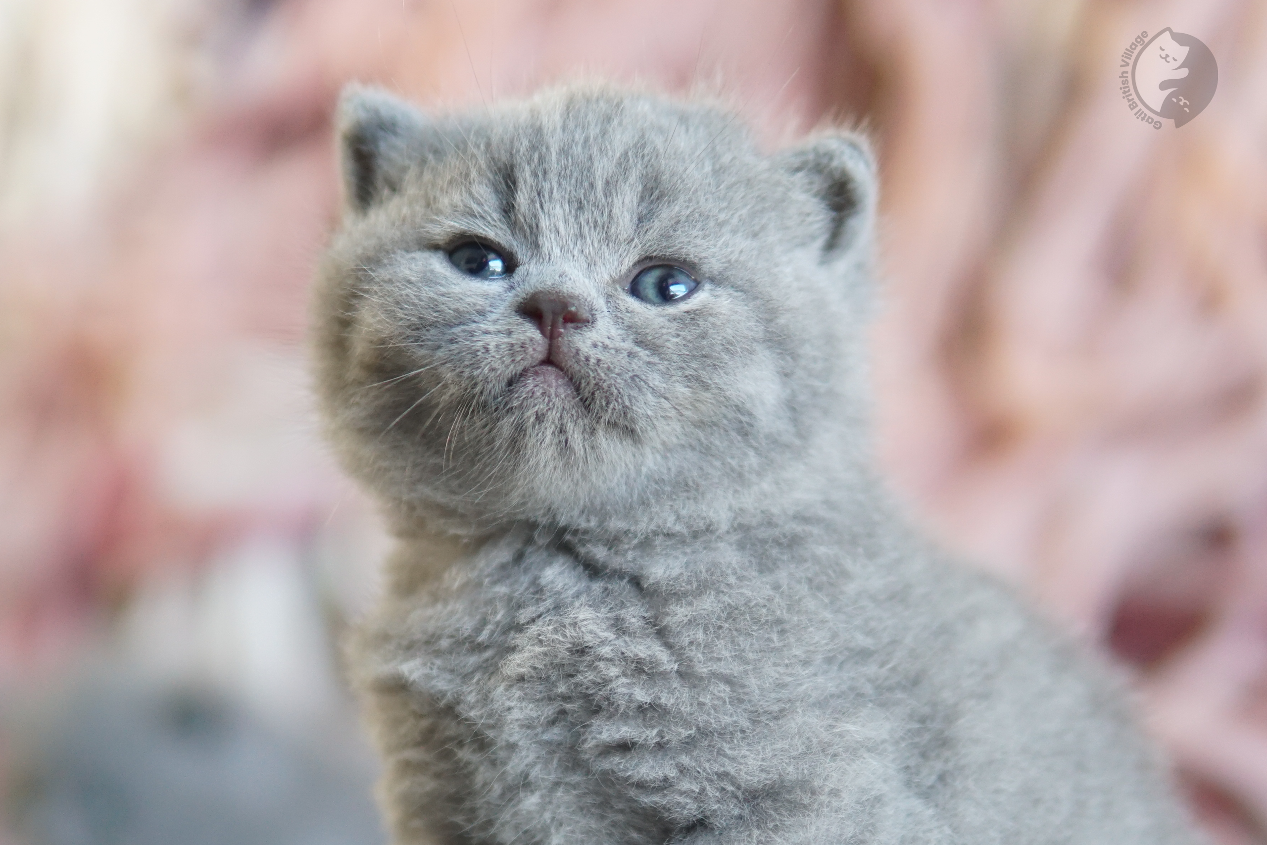 Gatito British Shorthair lila envuelto en una manta rosa claro, junto a otro gatito