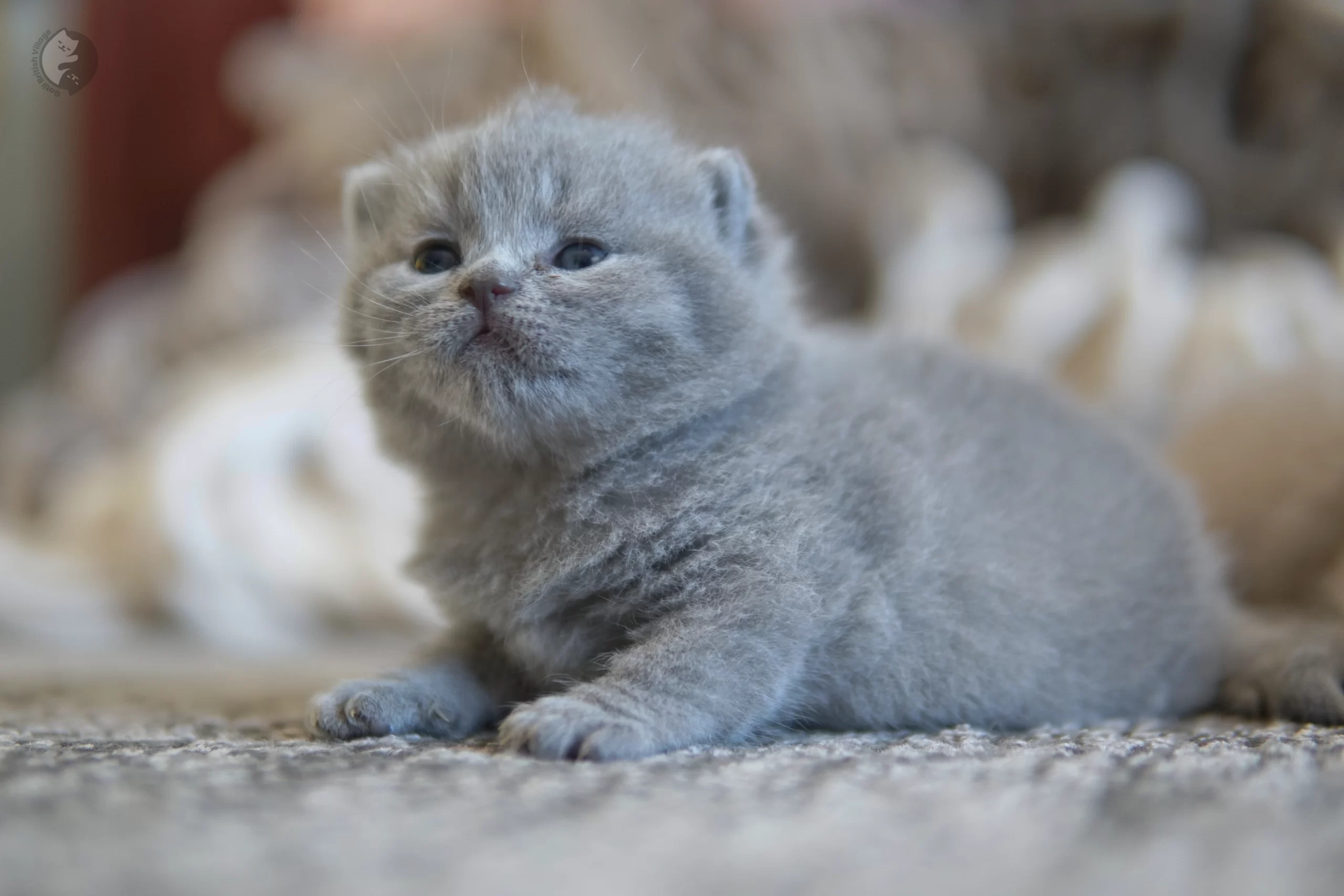 Cachorro British Shorthair azul sentado sobre una manta de algodón, en posición relajada y tranquila