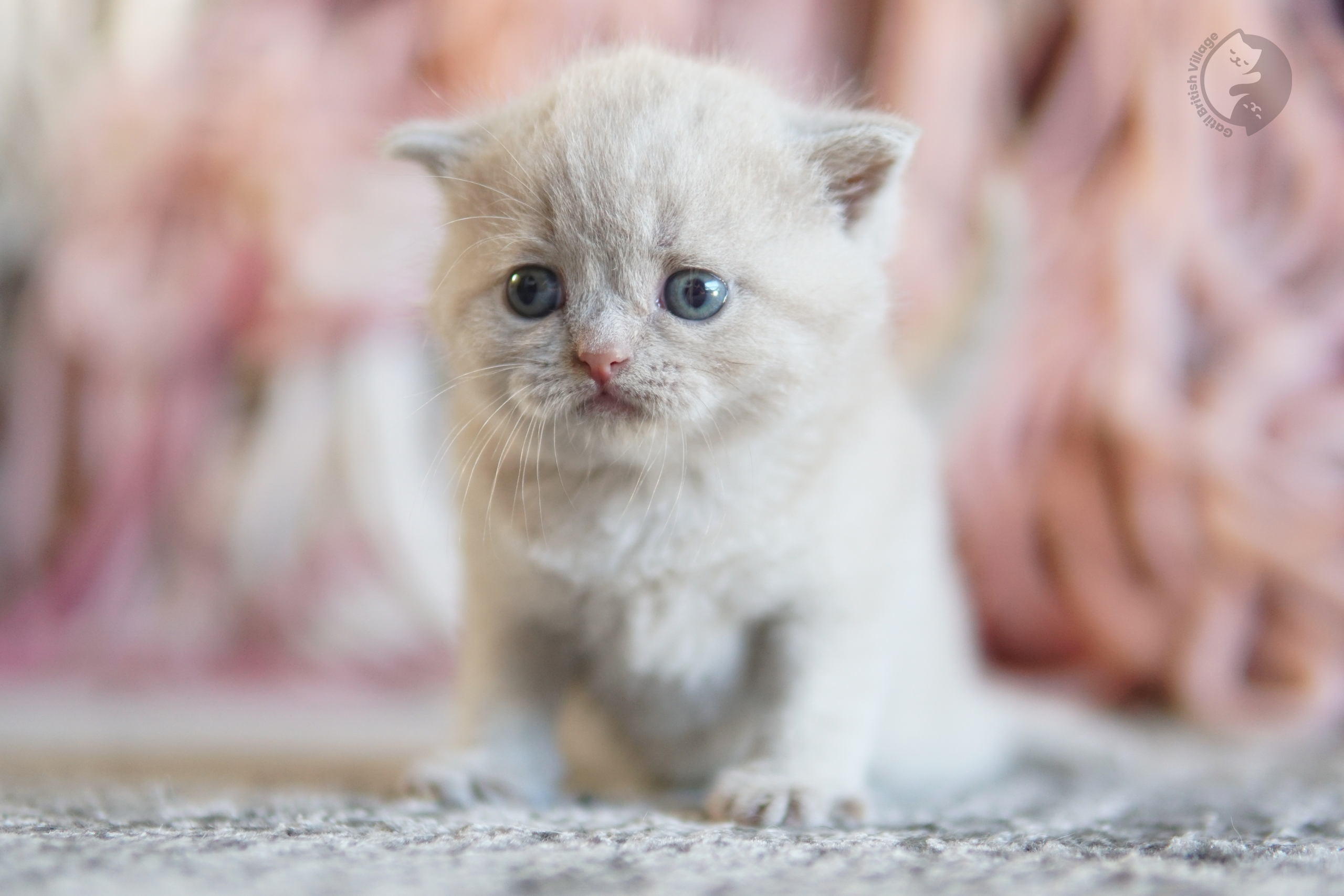 Cachorro British Shorthair azul oliendo el entorno con curiosidad, con pelaje destacado sobre fondo blanco