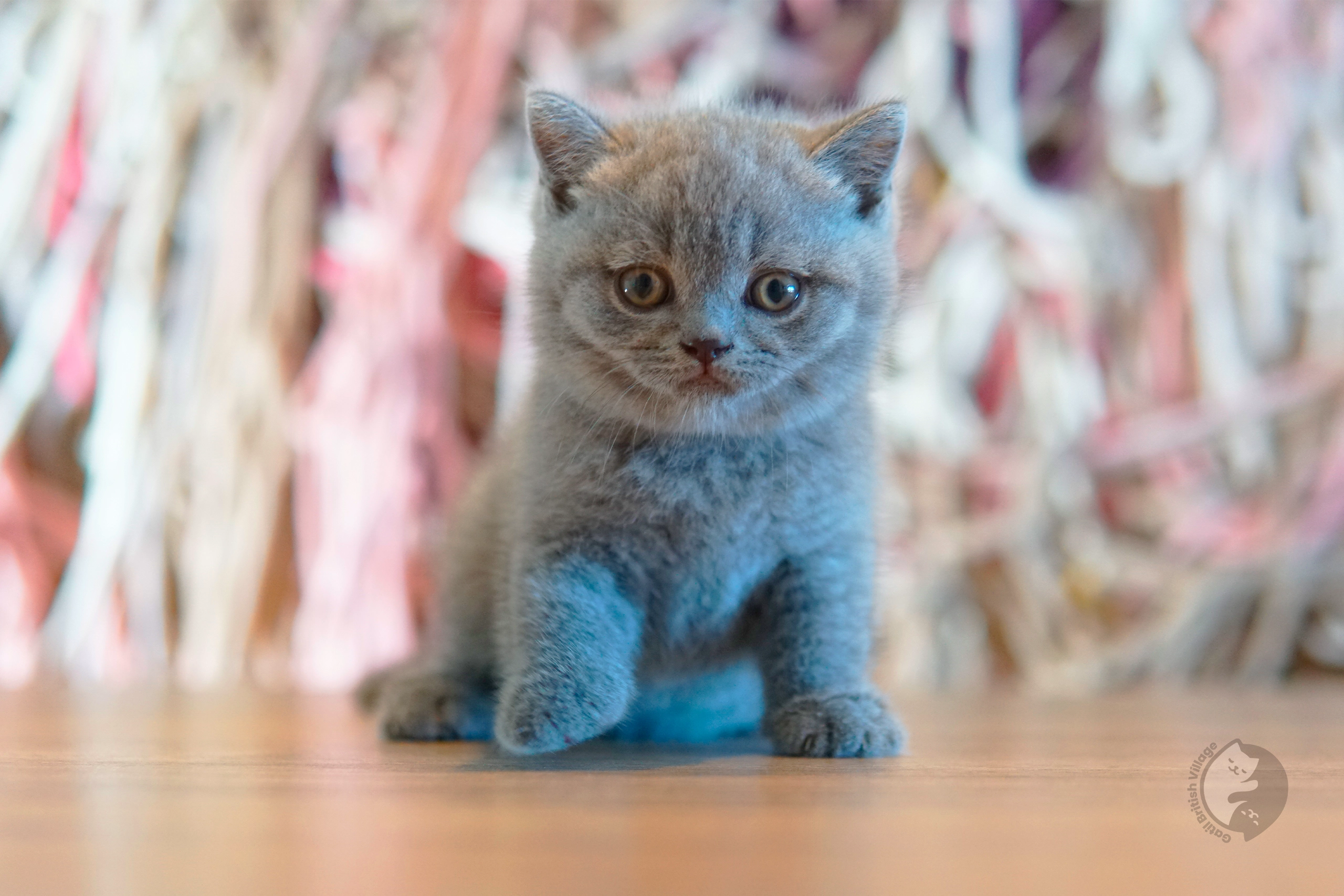 Cachorro British Shorthair azul mirando directamente a la cámara, con bigotes muy visibles