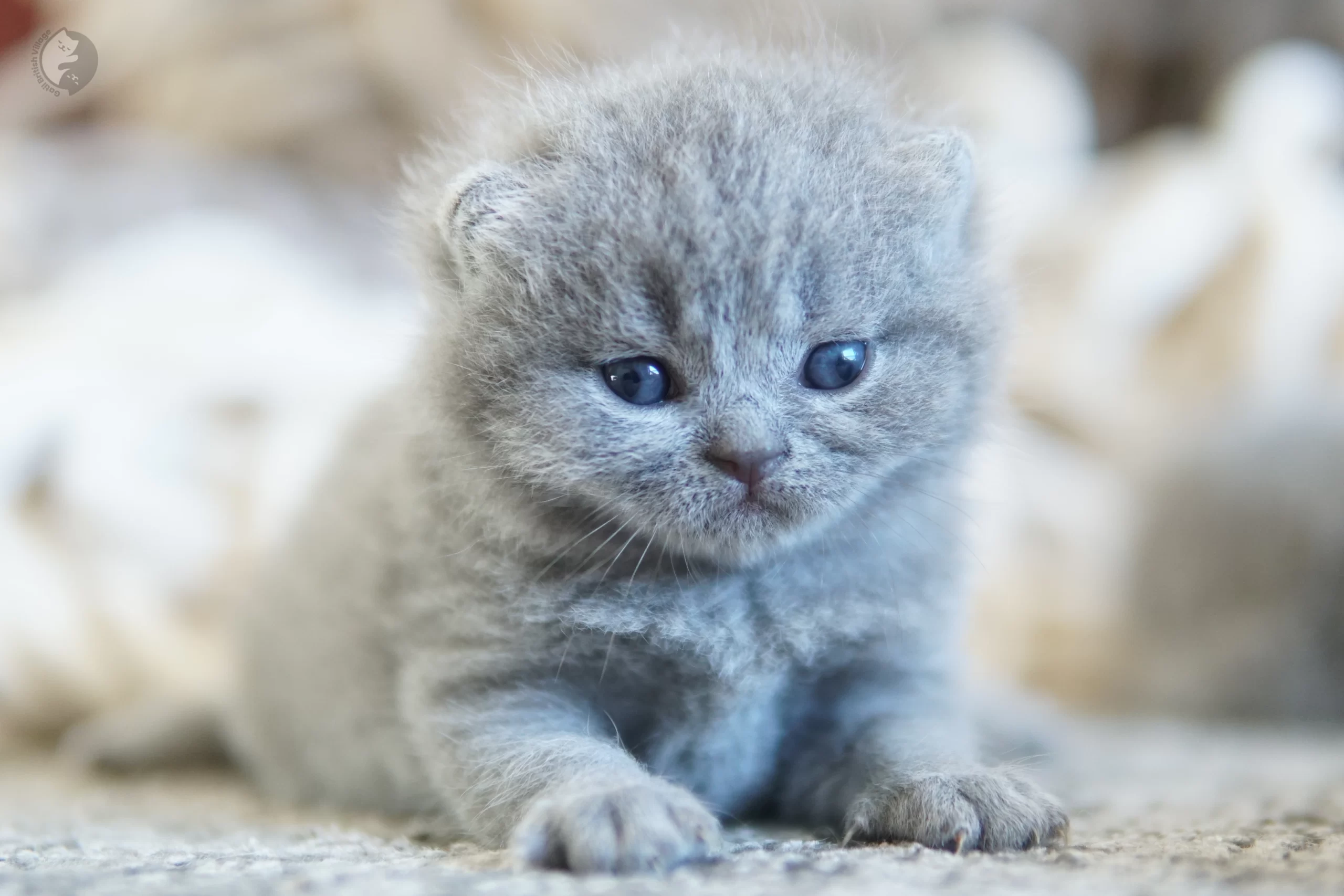 Cachorro British Shorthair lila envuelto en una manta de punto, en un entorno tranquilo y silencioso