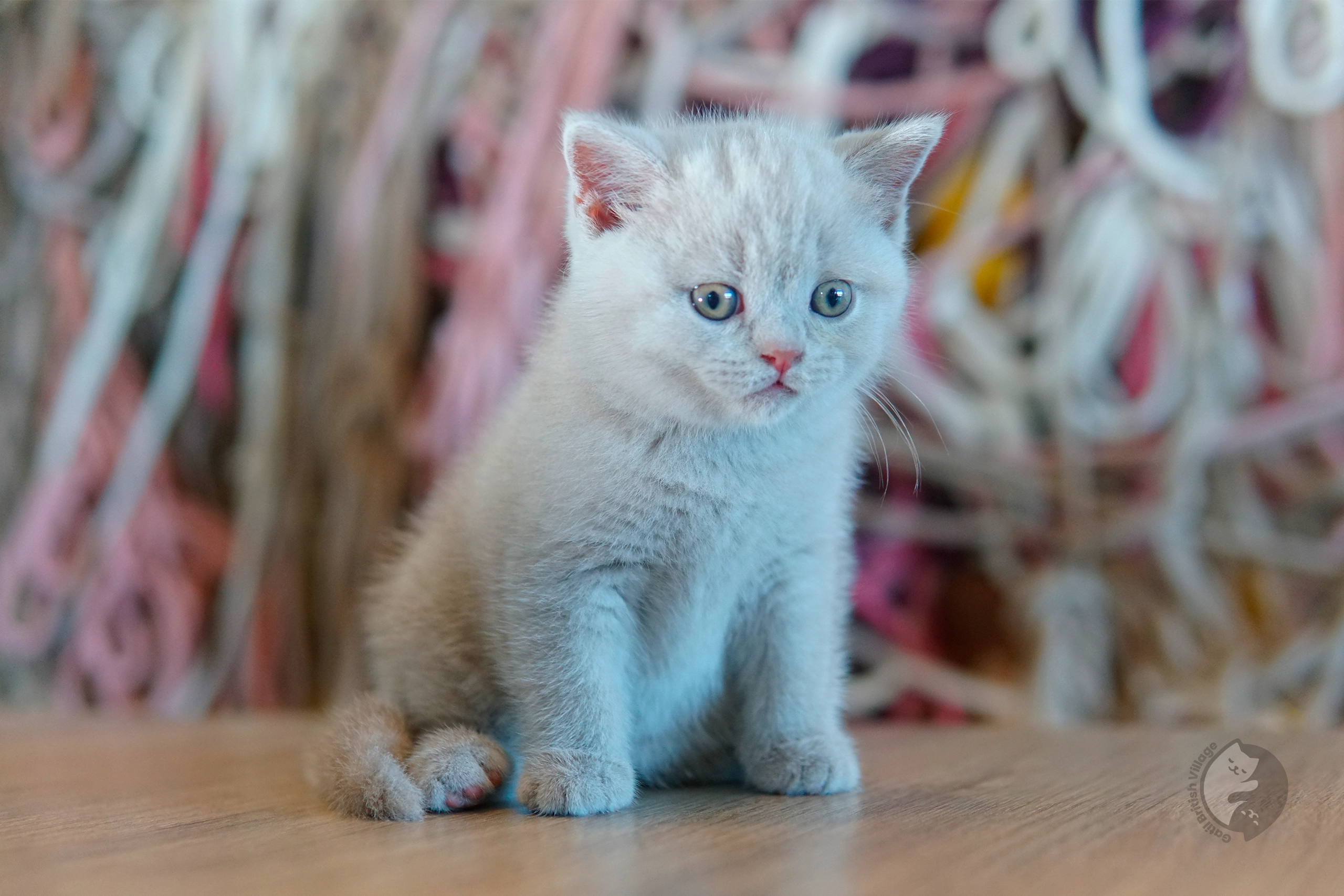 Cachorro British Shorthair azul envuelto en una manta rosa clara, junto a otro cachorro
