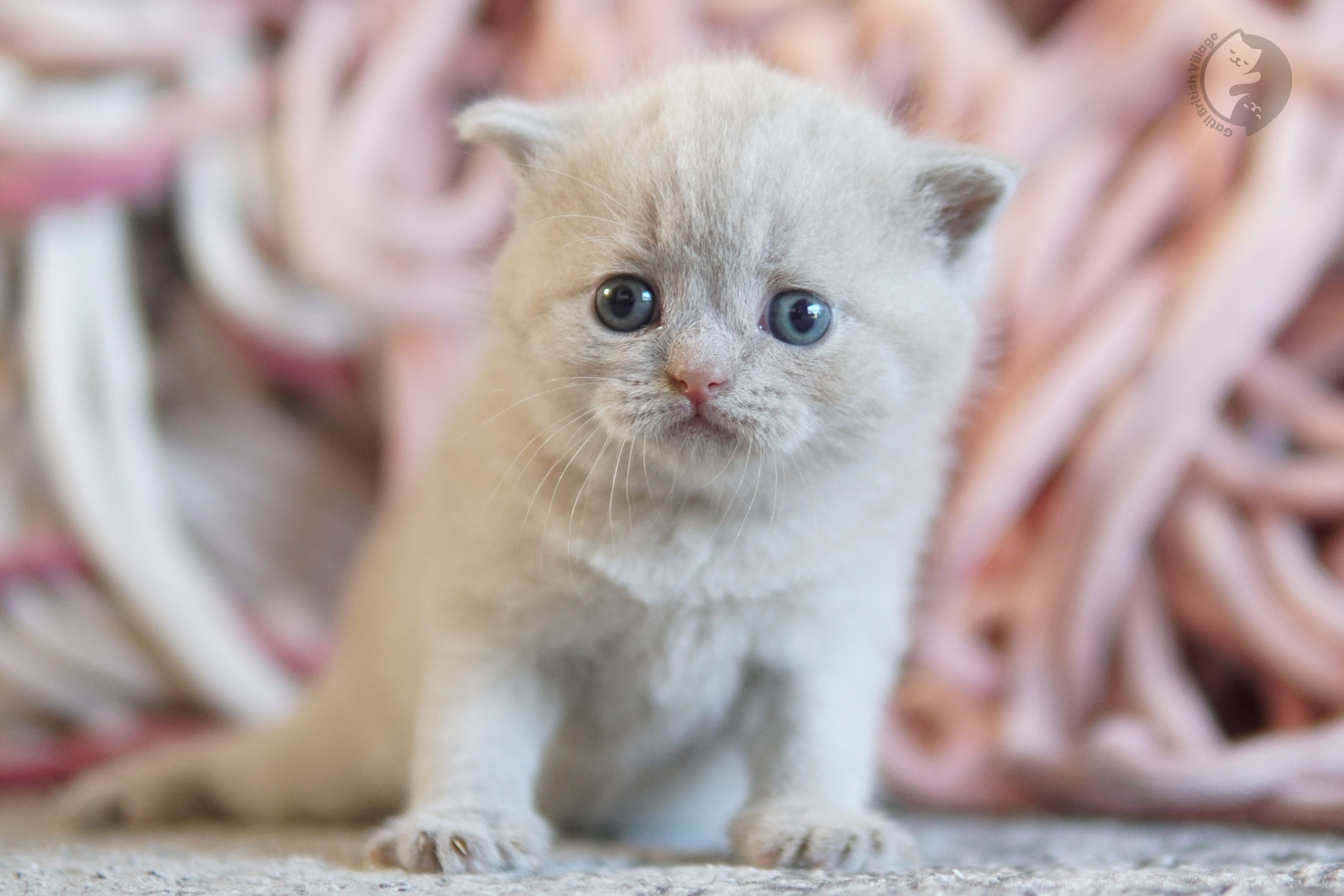 Cachorro British Shorthair azul oliendo el entorno con curiosidad, con expresión de serenidad