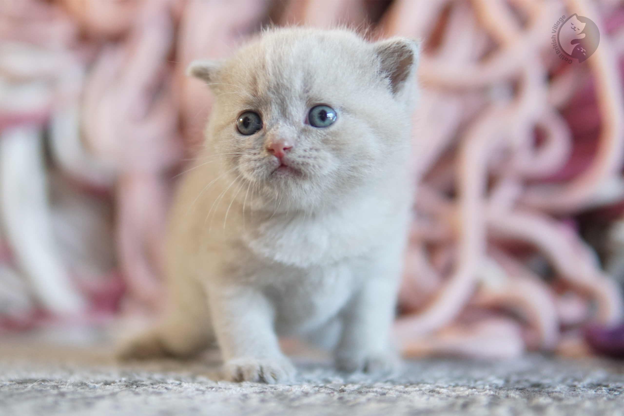 Cachorro British Shorthair azul con las patitas estiradas sobre la manta, en estudio con fondo neutro