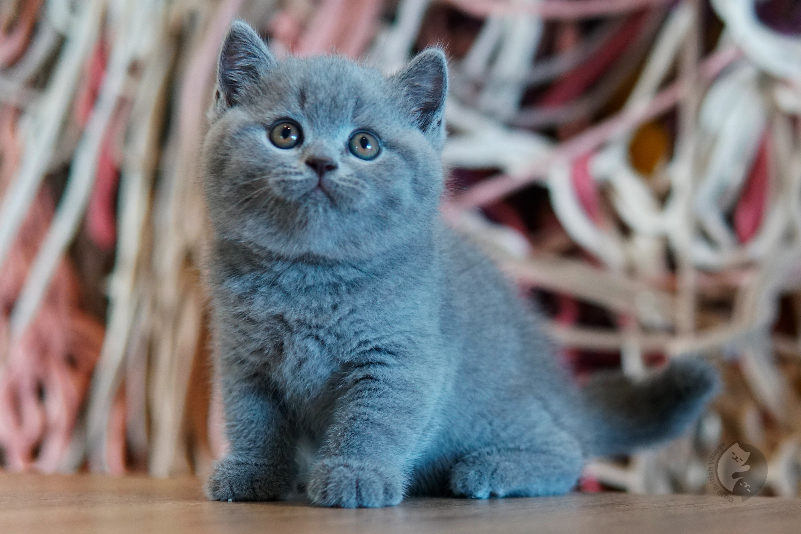 Cachorro British Shorthair lila envuelto en una manta rosa clara, en un escenario invernal con tonos cerrados