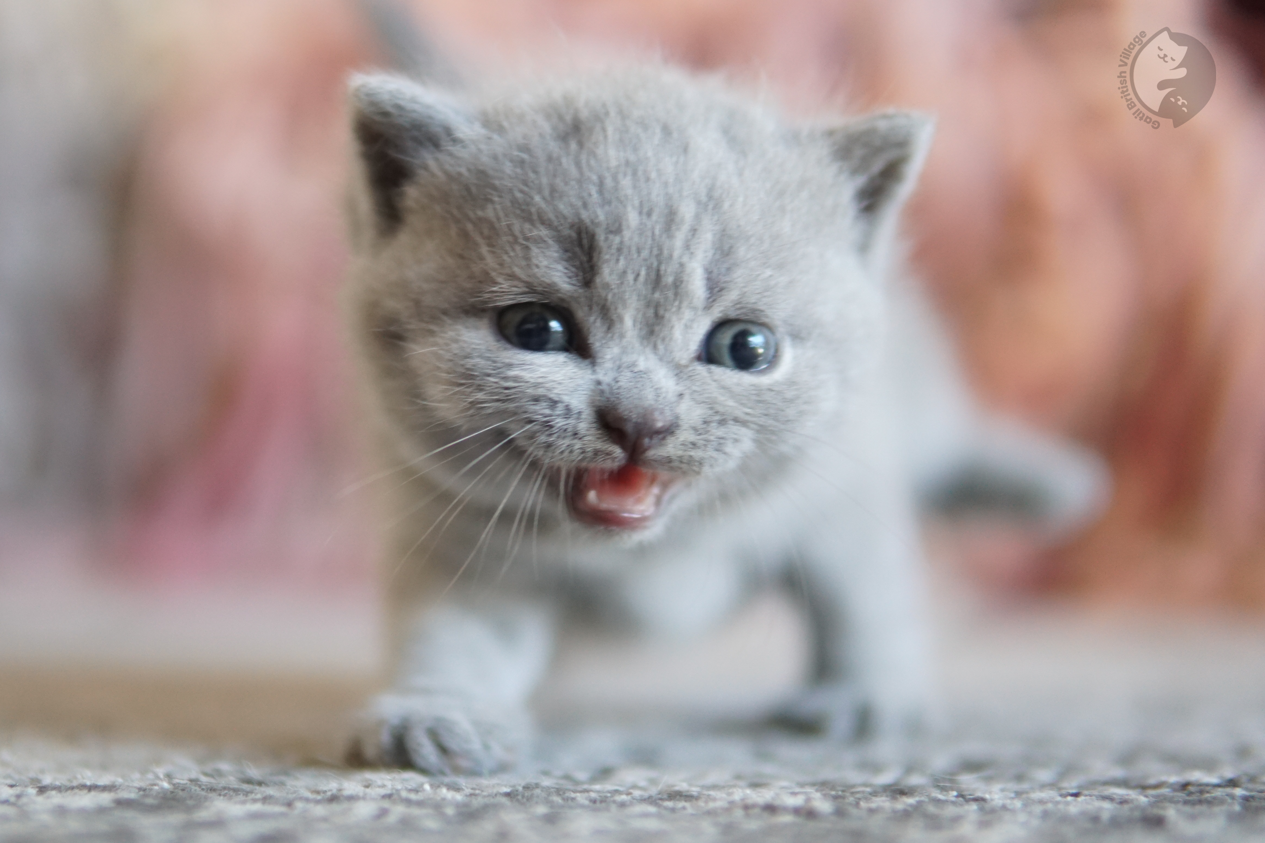Cachorro British Shorthair azul envuelto en una manta de punto, en posición relajada y tranquila