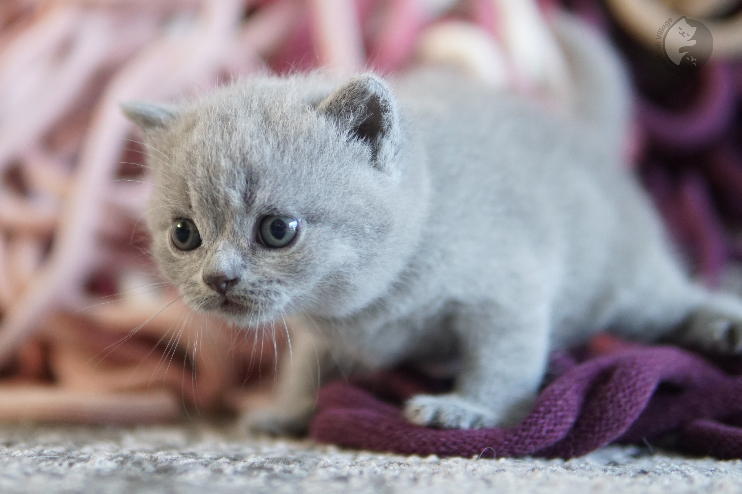Cachorro British Shorthair lila envuelto en una manta rosa clara, en un escenario invernal con tonos pastel