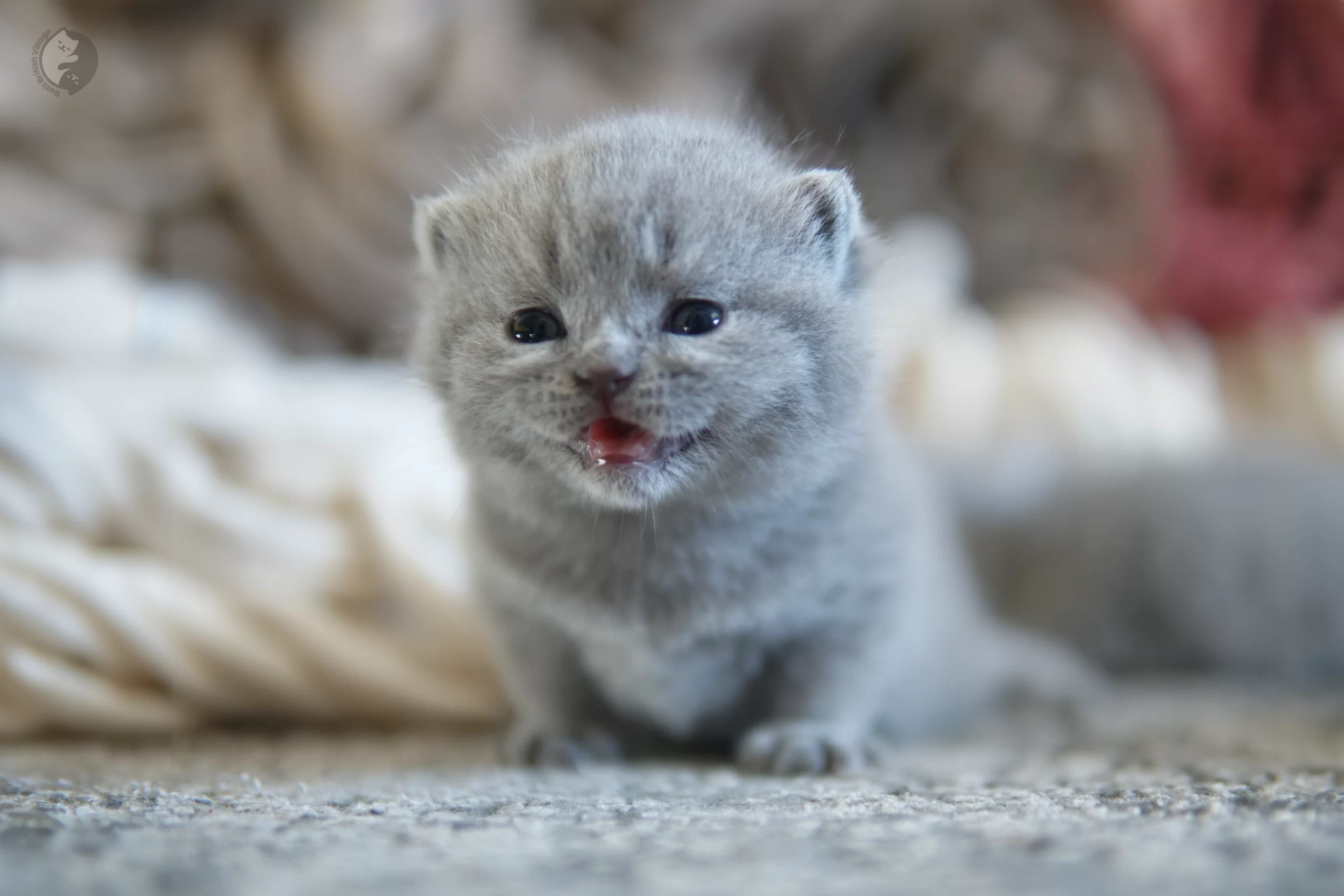 Cachorro British Shorthair lila envuelto en una manta rosa clara, en un escenario invernal con tonos suave